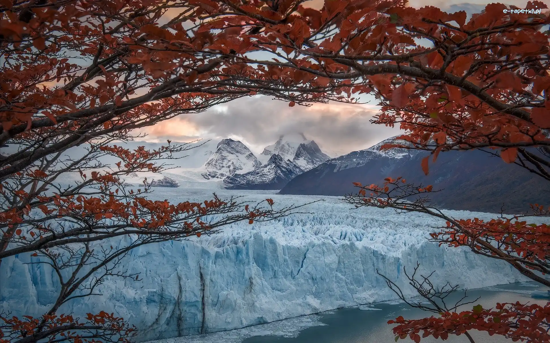 Argentyna, Góry, Drzewo, Perito Moreno, Lodowiec, Patagonia, Park Narodowy Los Glaciares