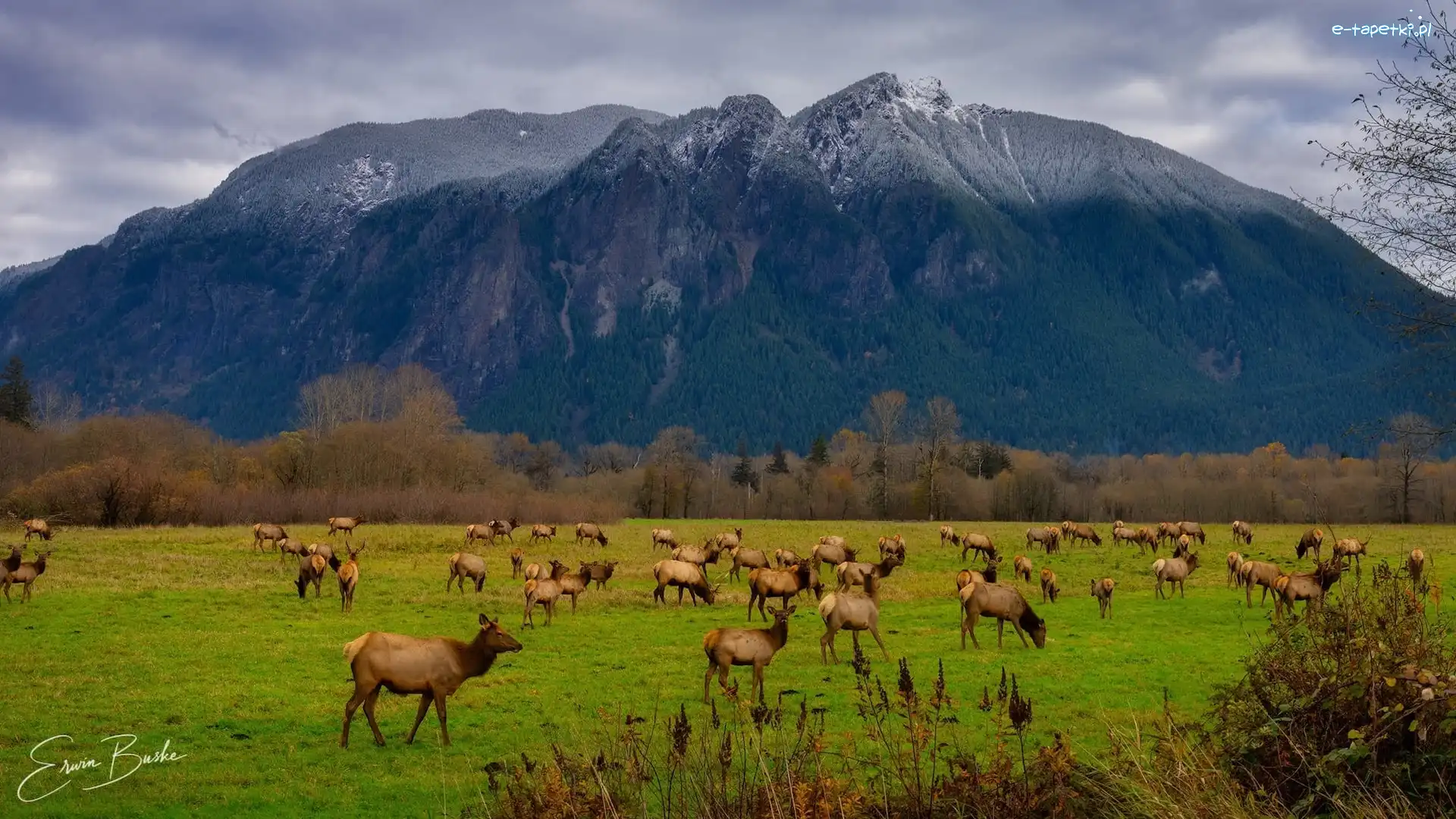 Łosie, Stado, Polana, Mount Si, Góra, Stany Zjednoczone, Stan Waszyngton, Chmury, Snoqualmie Valley Trail