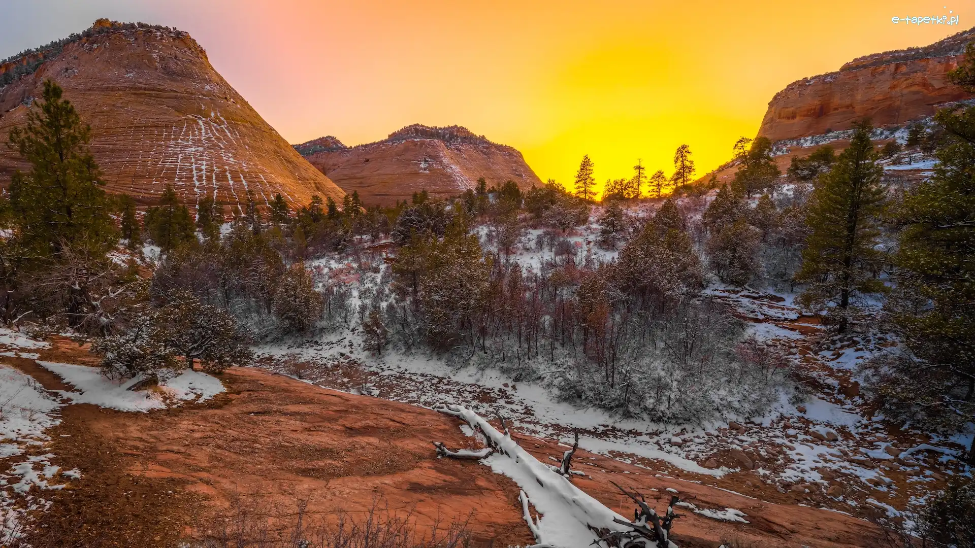 Zima, Stan Utah, Checkerboard Mesa, Góra, Stany Zjednoczone, Śnieg, Drzewa, Park Narodowy Zion