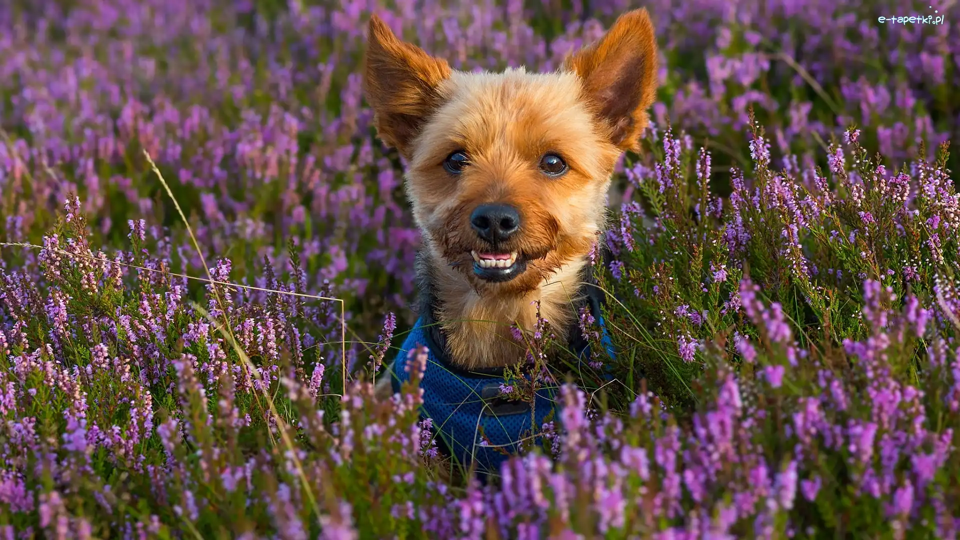 Wrzosy, Yorkshire terrier, Pies