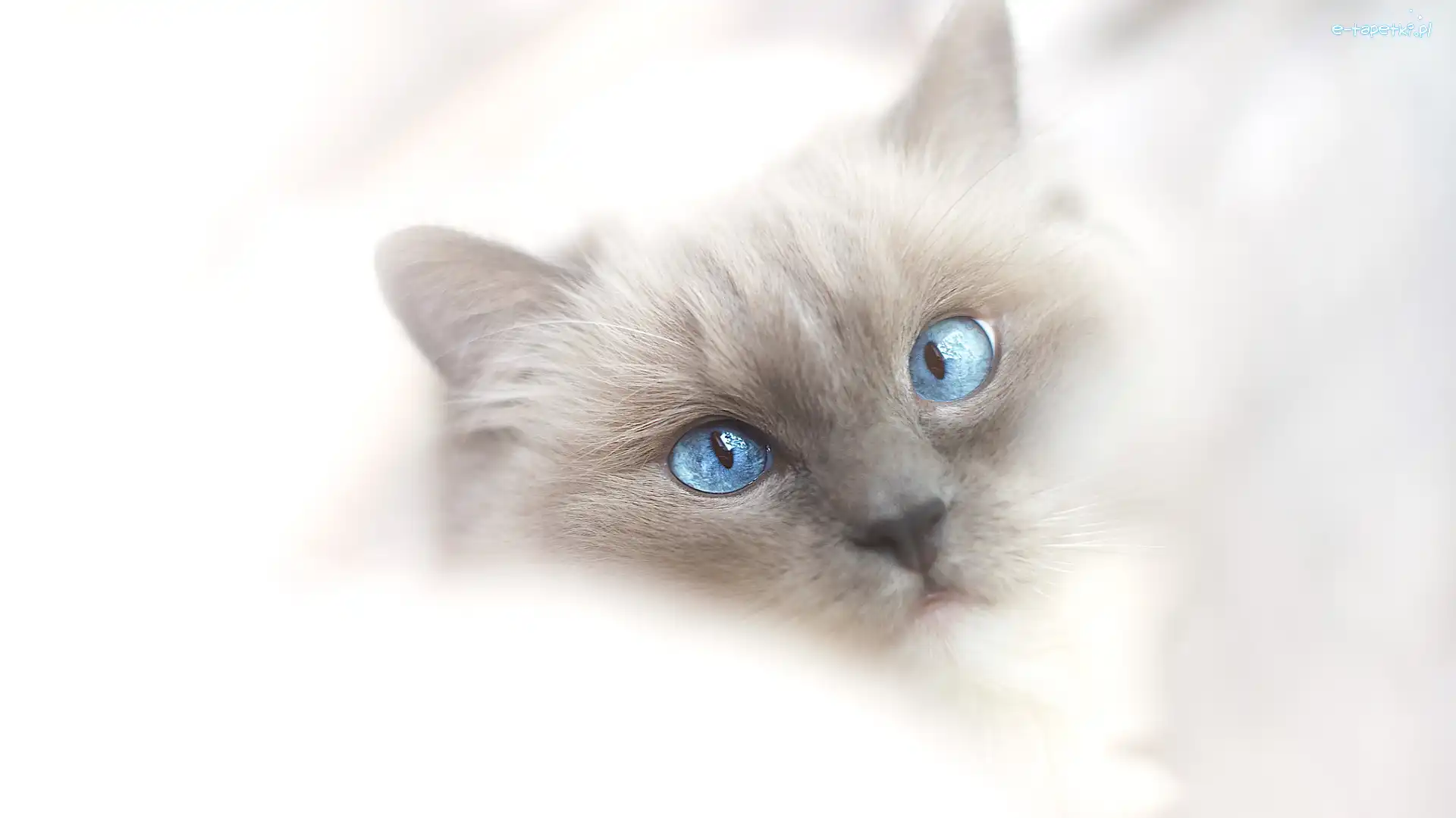 Kot ragdoll, Niebieskooki
