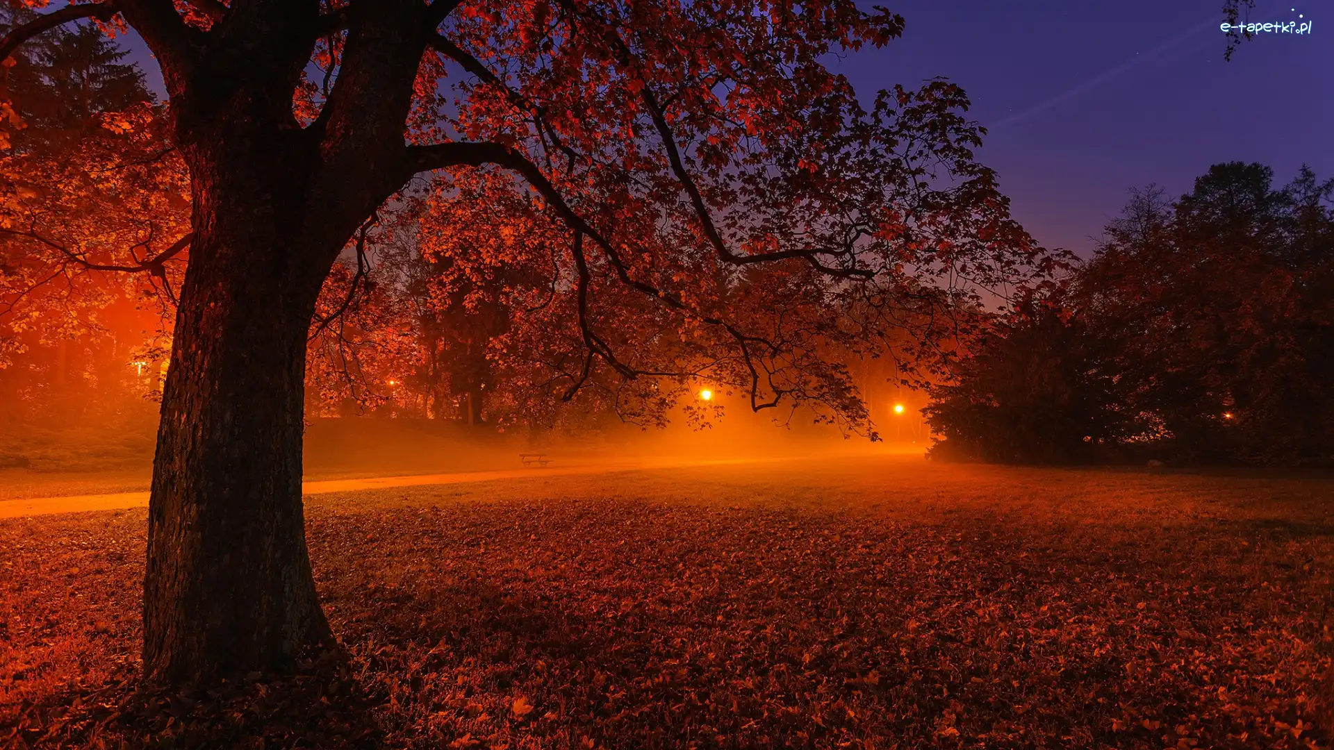 Drzewa, Noc, Droga, Lampy, Park, Mgła, Ławki, Jesień