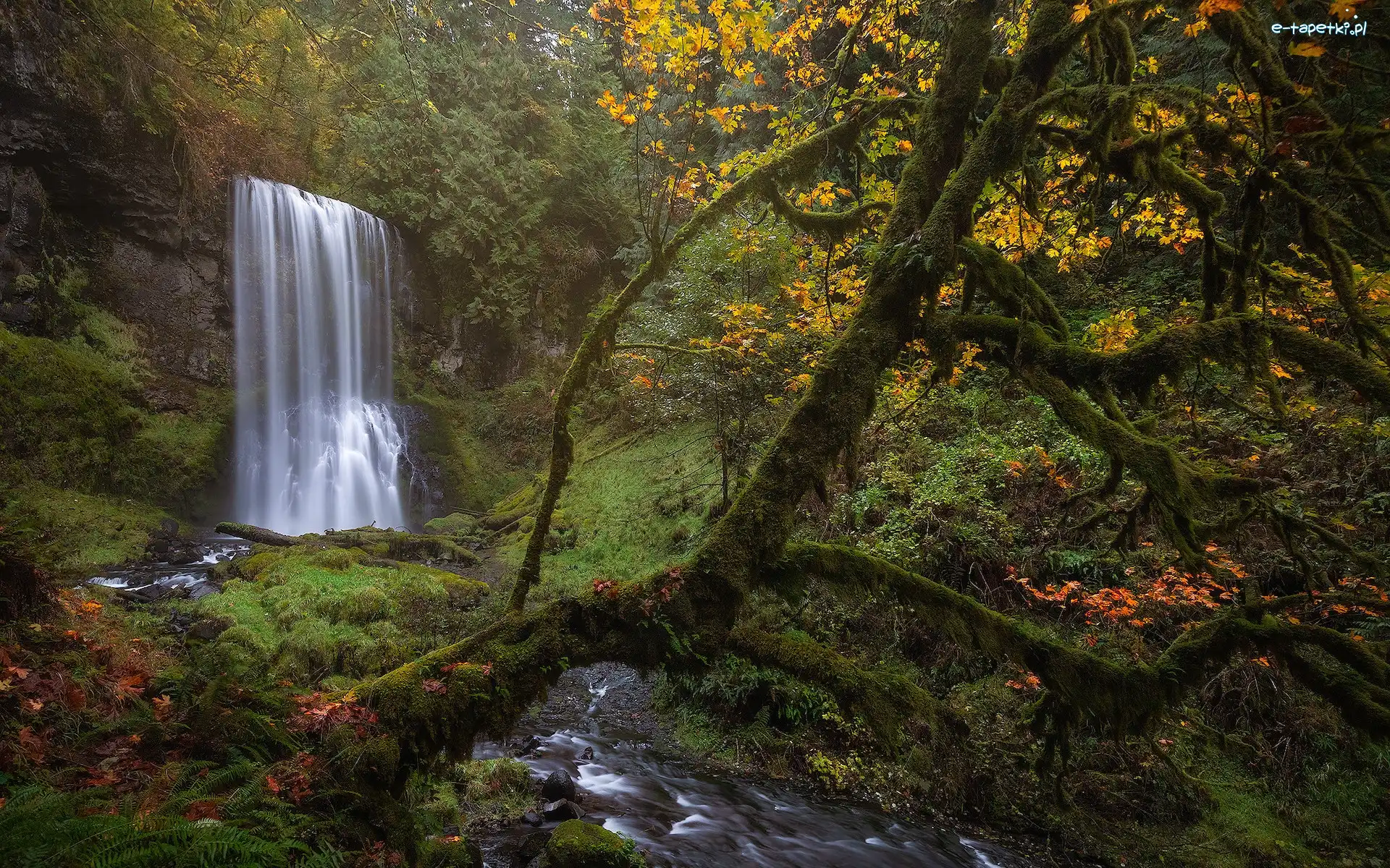 Rezerwat przyrody, Drzewa, Omszałe, Wodospad, Las, Stany Zjednoczone, Stan Waszyngton, Pnie, Columbia River Gorge