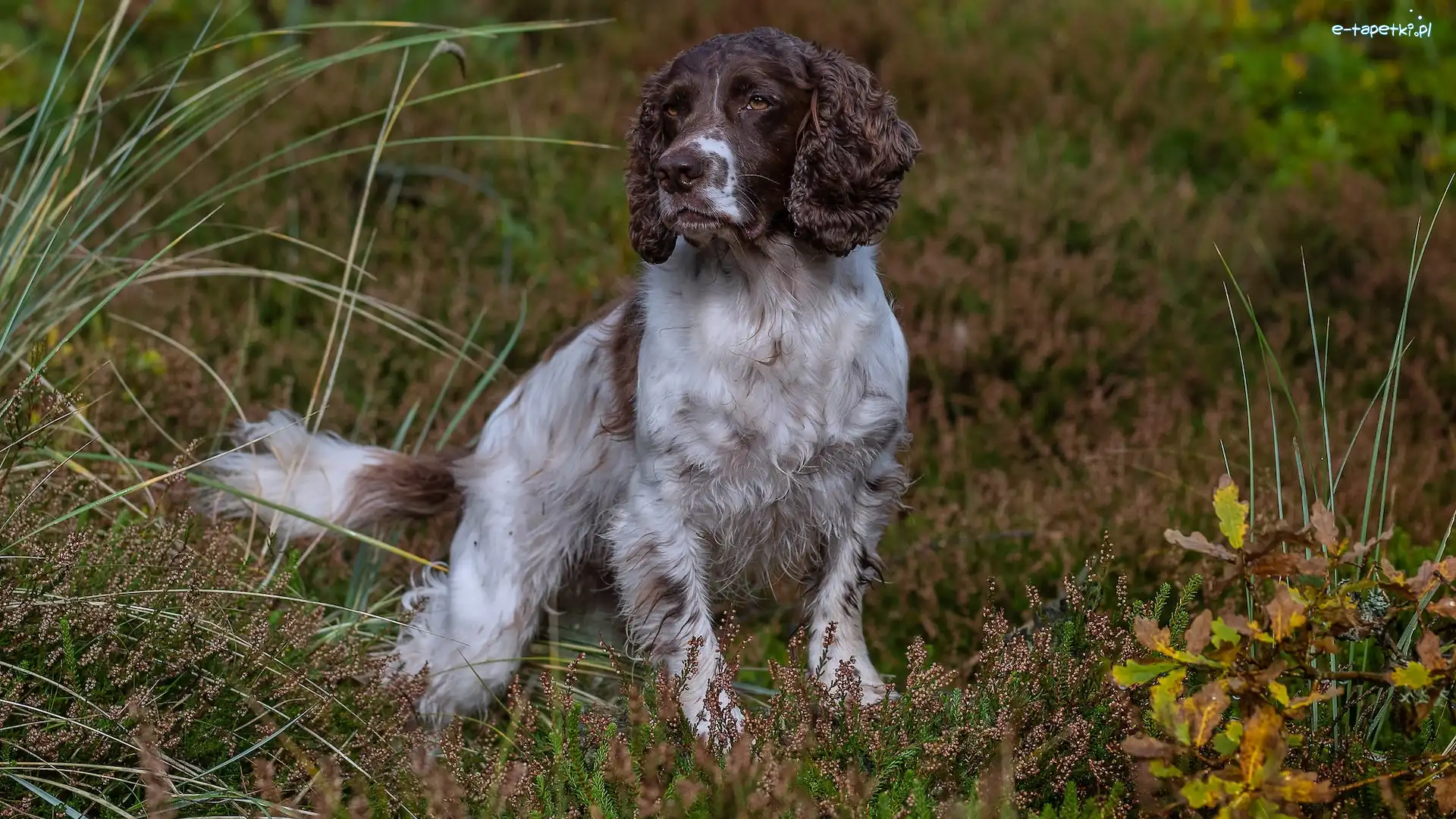 Springer spaniel angielski, Biało-brązowy, Pies