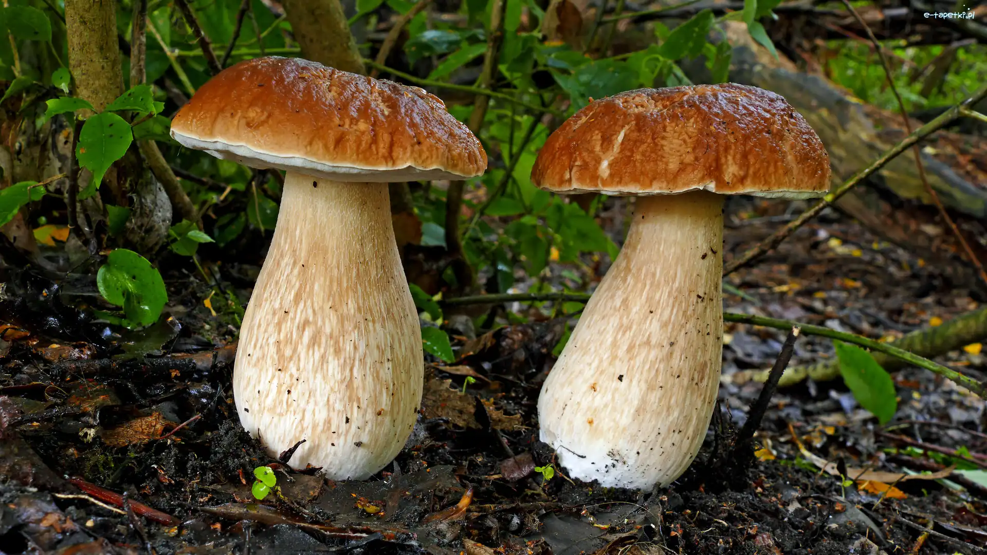 Grzyby, Ściółka, Borowiki, Dwa