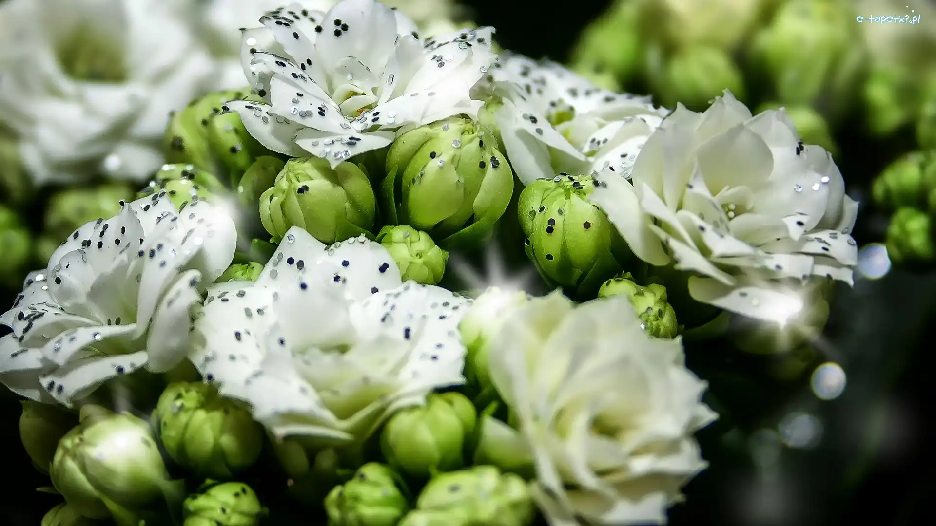 Kalanchoe, Kwiat, Biały