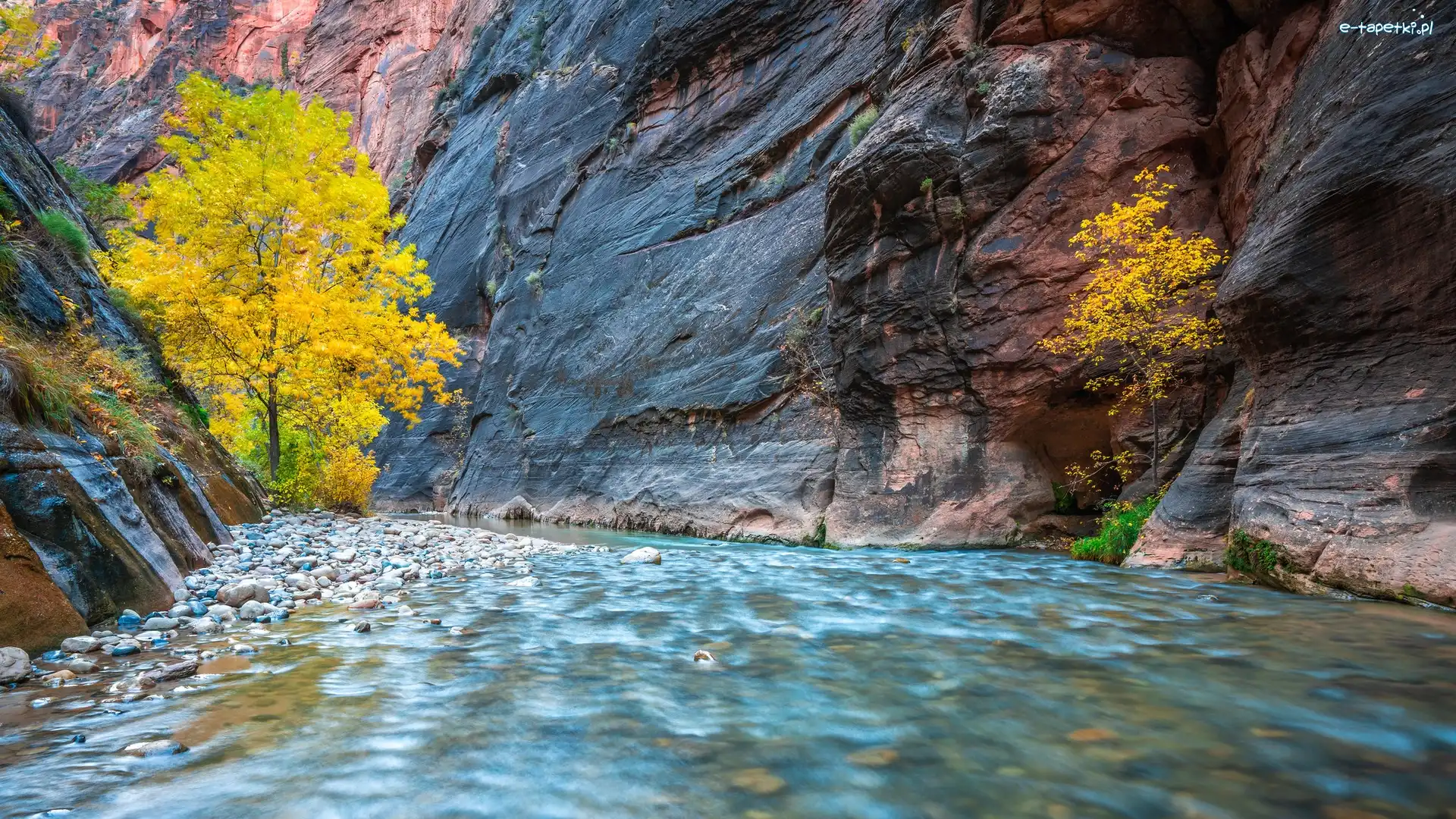 Kanion Zion Narrows, Stan Utah, Rzeka Virgin River, Drzewa, Park Narodowy Zion, Skały, Pożółkłe, Stany Zjednoczone