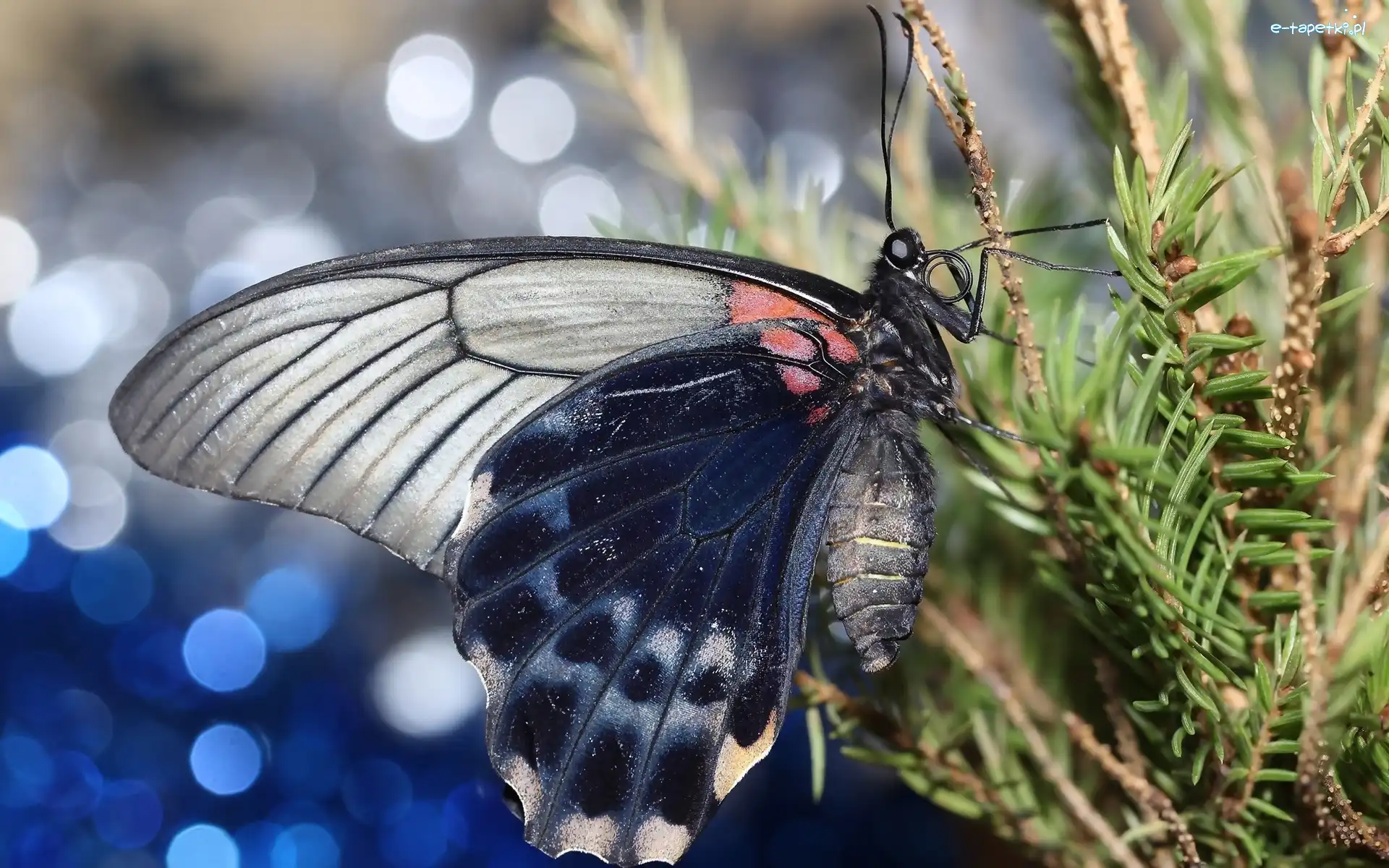 Świerk, Gałązki, Motyl