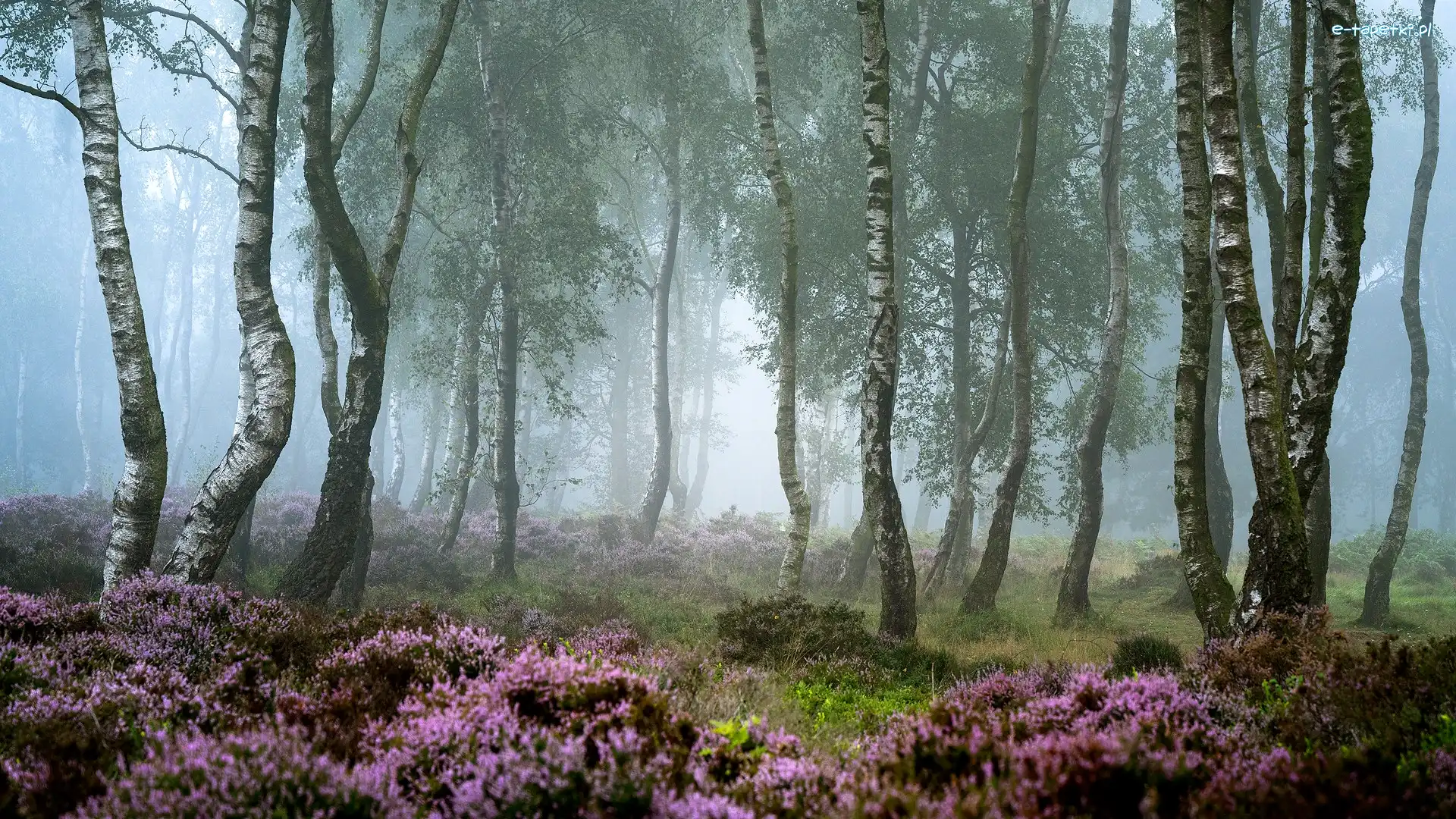 Wrzosowisko, Wrzosy, Brzozy, Las, Drzewa, Anglia, Hrabstwo Derbyshire, Mgła, Park Narodowy Peak District