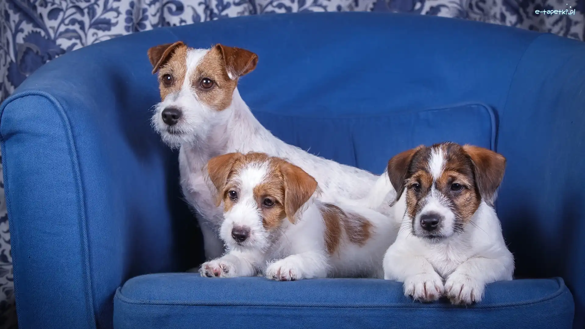 Niebieska, Szczeniaki, Jack Russell terrier, Sofa, Psy, Trzy