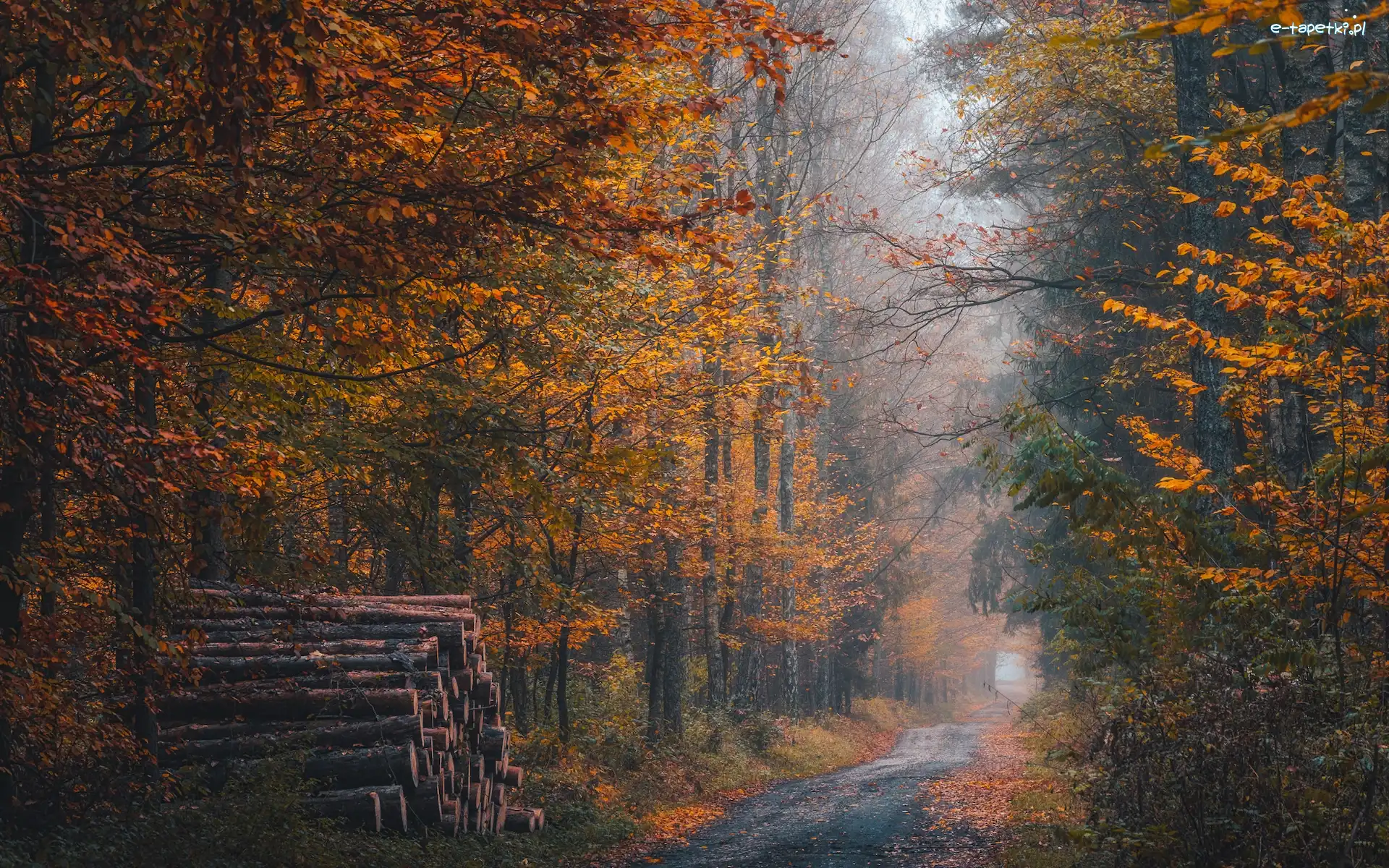Kłody, Jesień, Droga, Mgła, Drzewa, Las