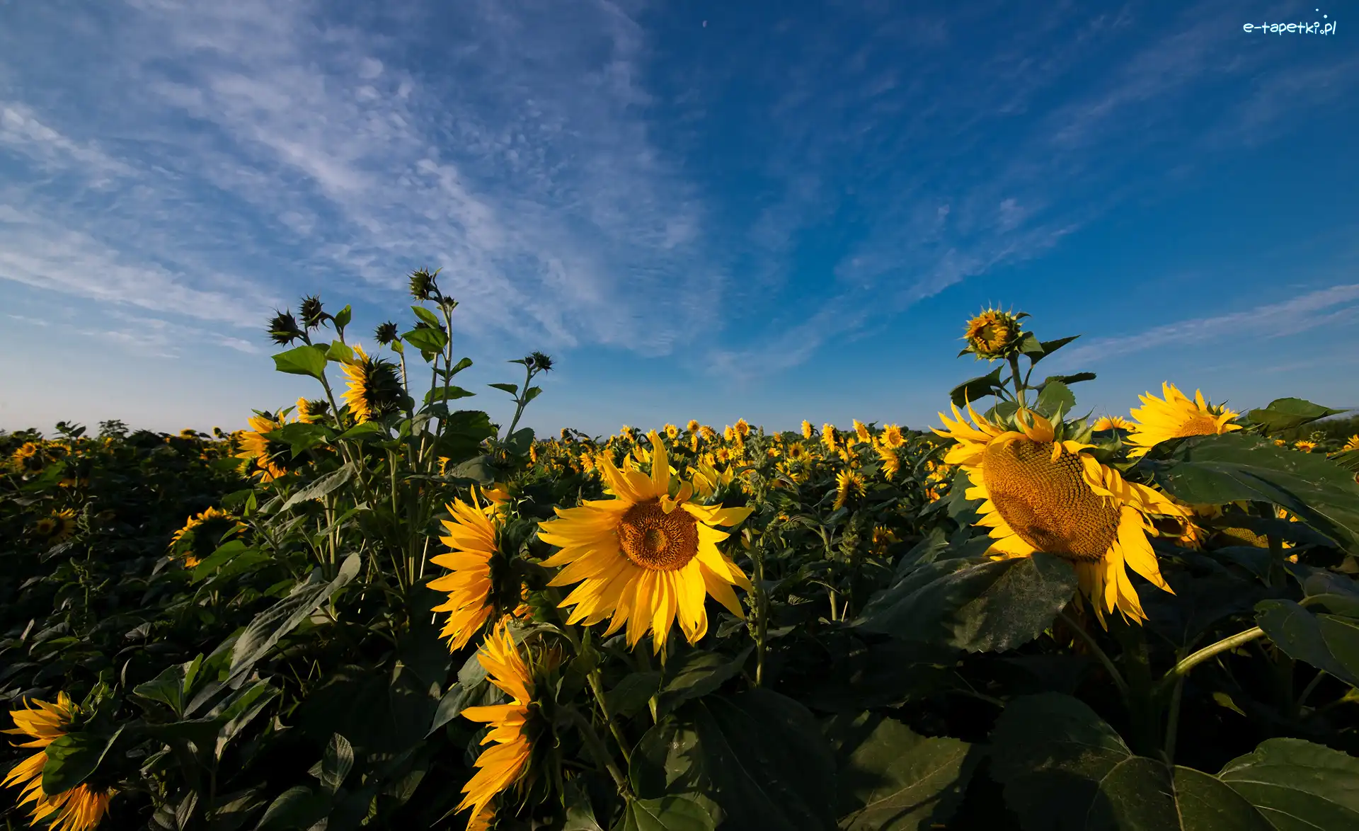 Liście, Słoneczniki, Plantacja
