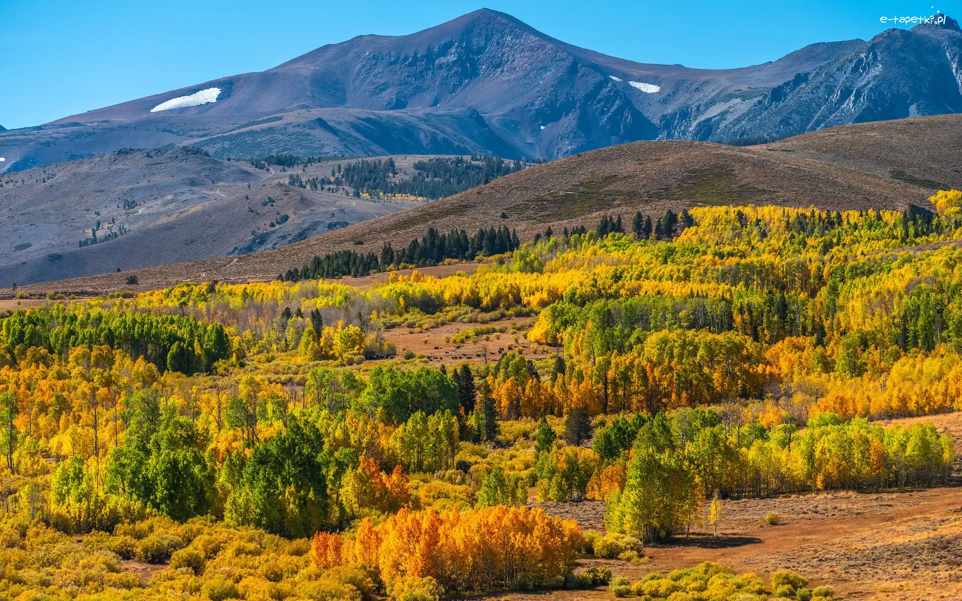 Eastern Sierra, Kalifornia, Roślinność, Jesień, Region, Góra Conway, Drzewa, Stany Zjednoczone