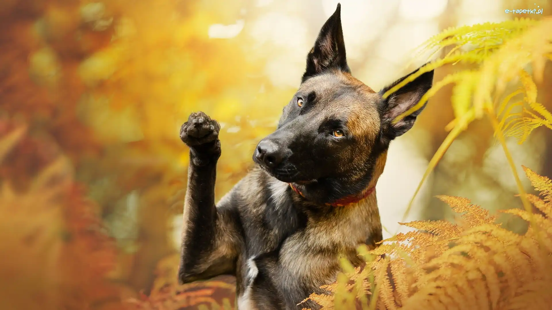 Owczarek belgijski Malinois, Paprocie, Pies