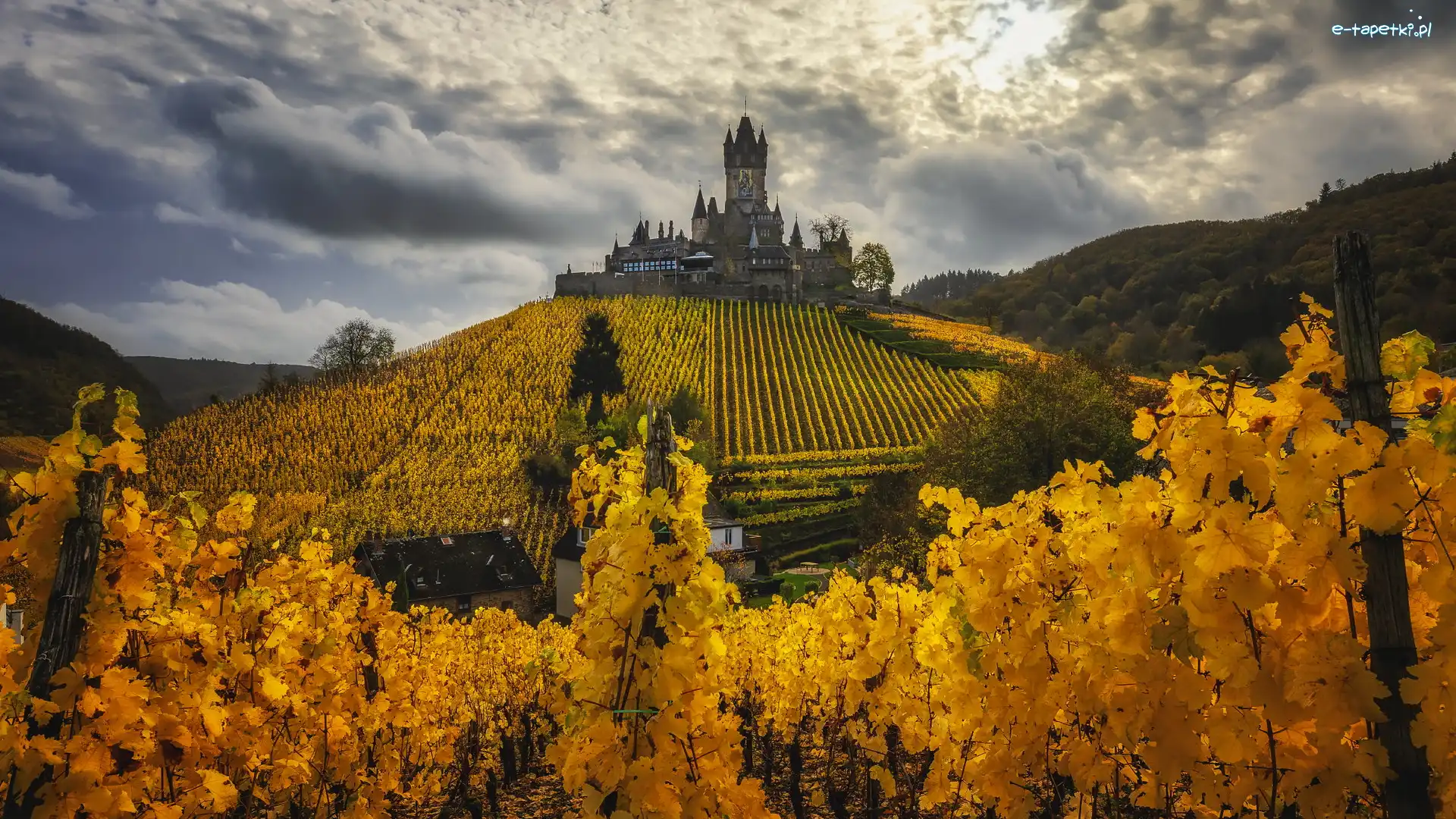 Gmina Cochem, Zamek Reichsburg, Plantacja, Niemcy, Wzgórze, Jesień