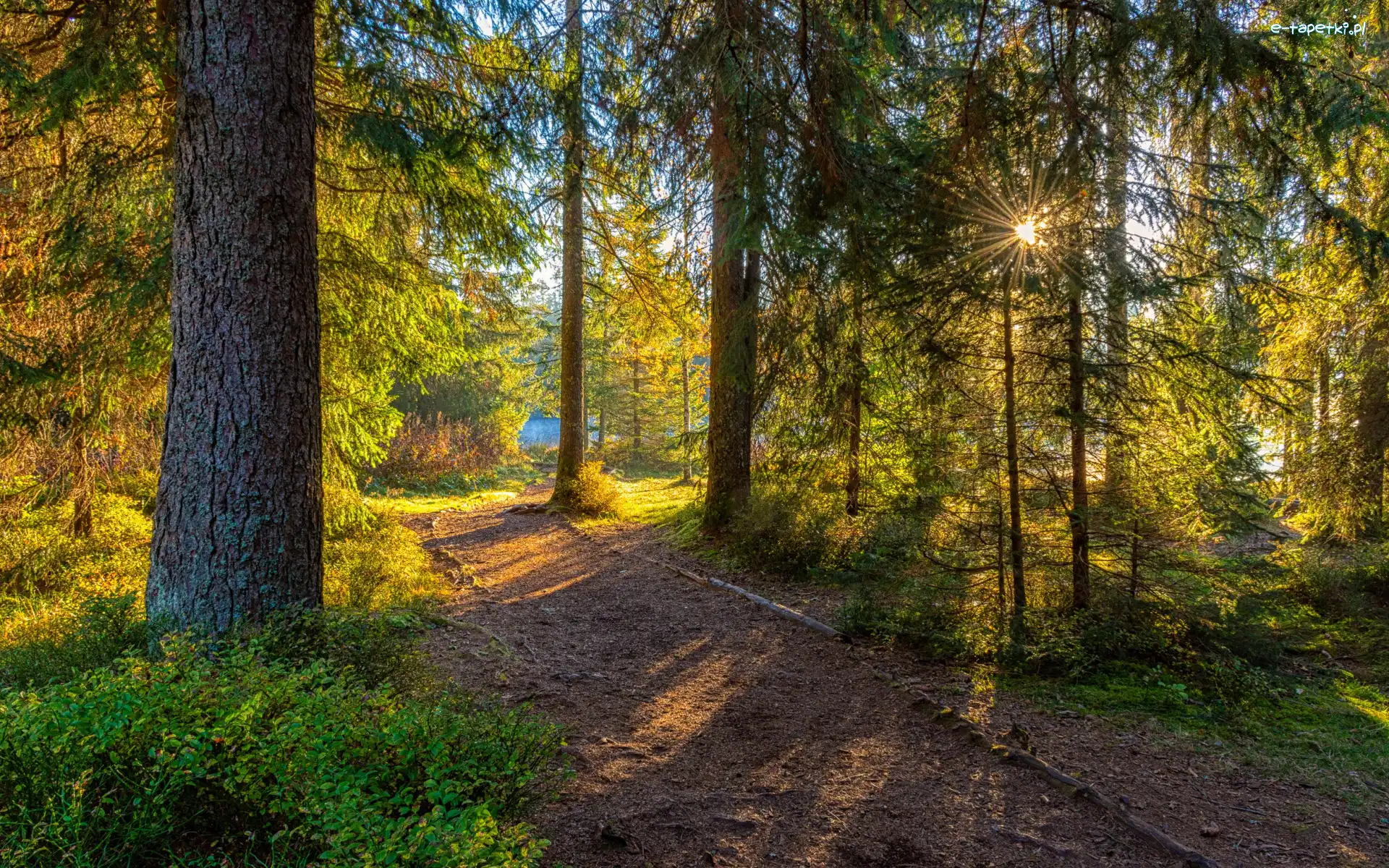 Ścieżka, Drzewa, Krzewy, Promienie słońca, Las, Zielony