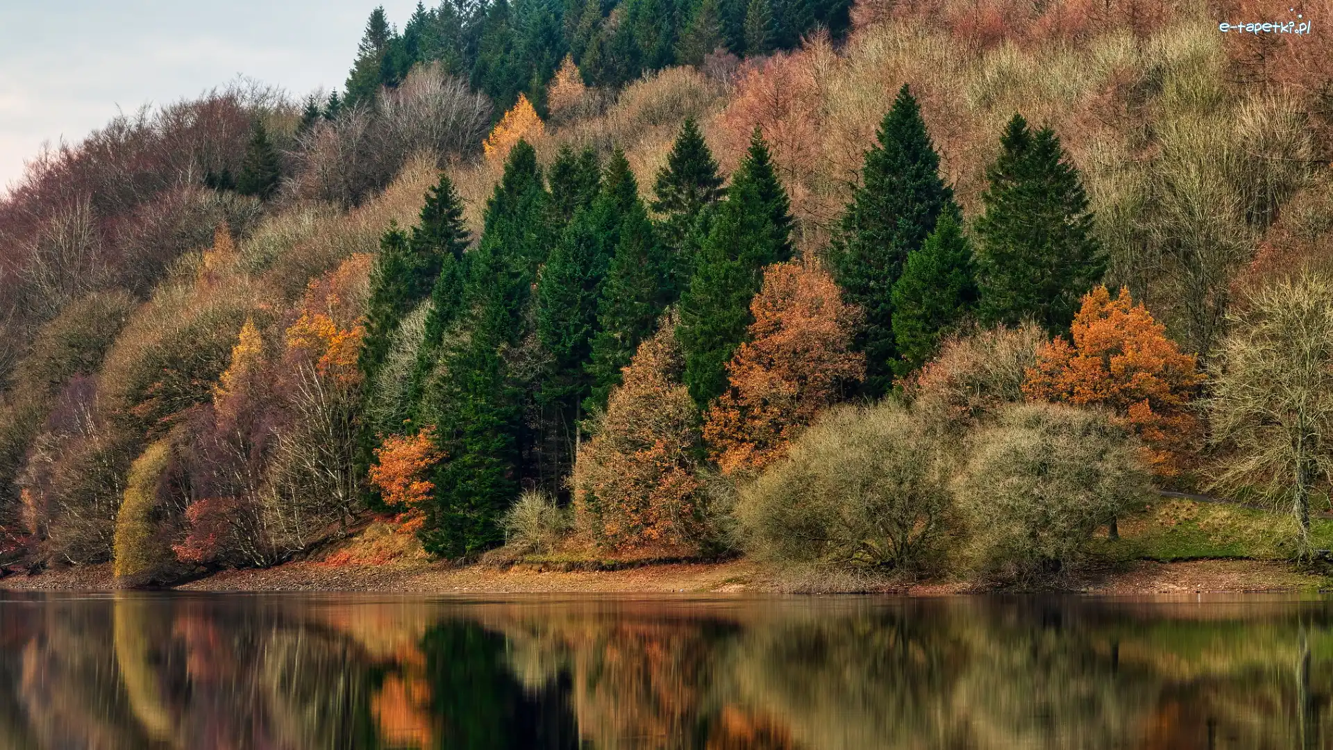 Jesień, Drzewa, Kolorowe, Las, Jezioro