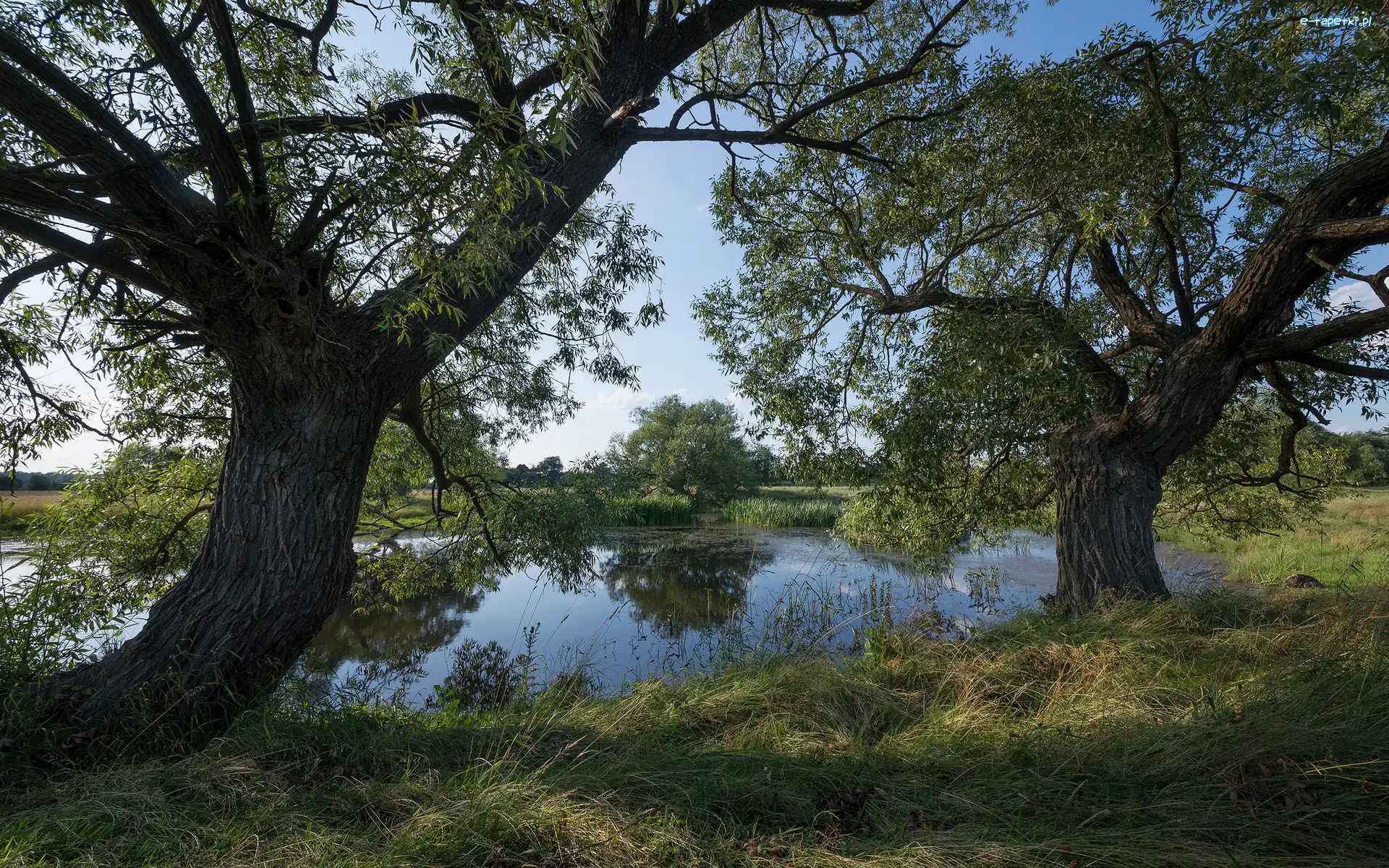 Trawa, Drzewa, Staw