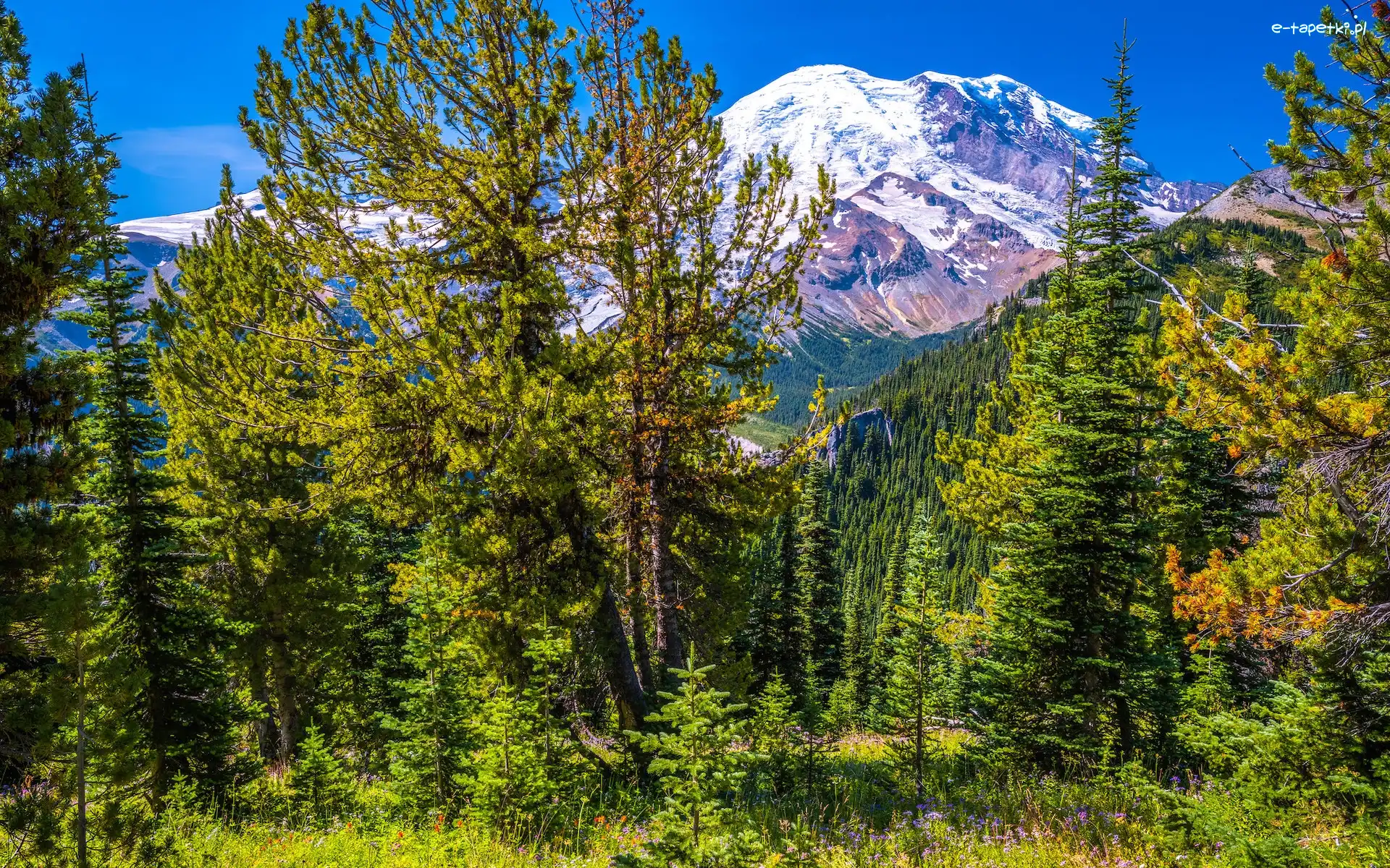 Drzewa, Ośnieżone, Stany Zjednoczone, Stan Waszyngton, Szczyty, Rośliny, Park Narodowy Mount Rainier, Góry