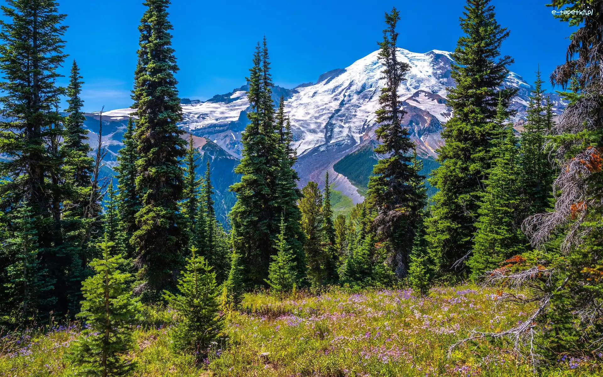 Stratowulkan Mount Rainier, Kwiaty, Drzewa, Ośnieżone, Góry, Stany Zjednoczone, Stan Waszyngton, Świerki, Park Narodowy Mount Rainier