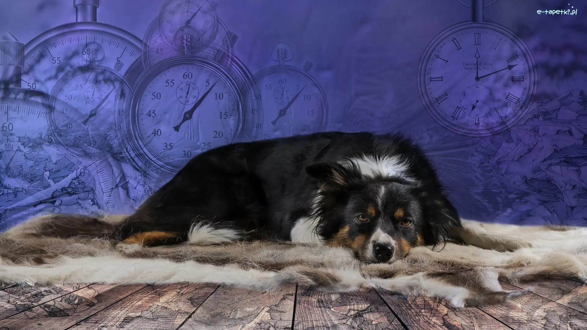 Pies, Zegary, Border collie, Leżący