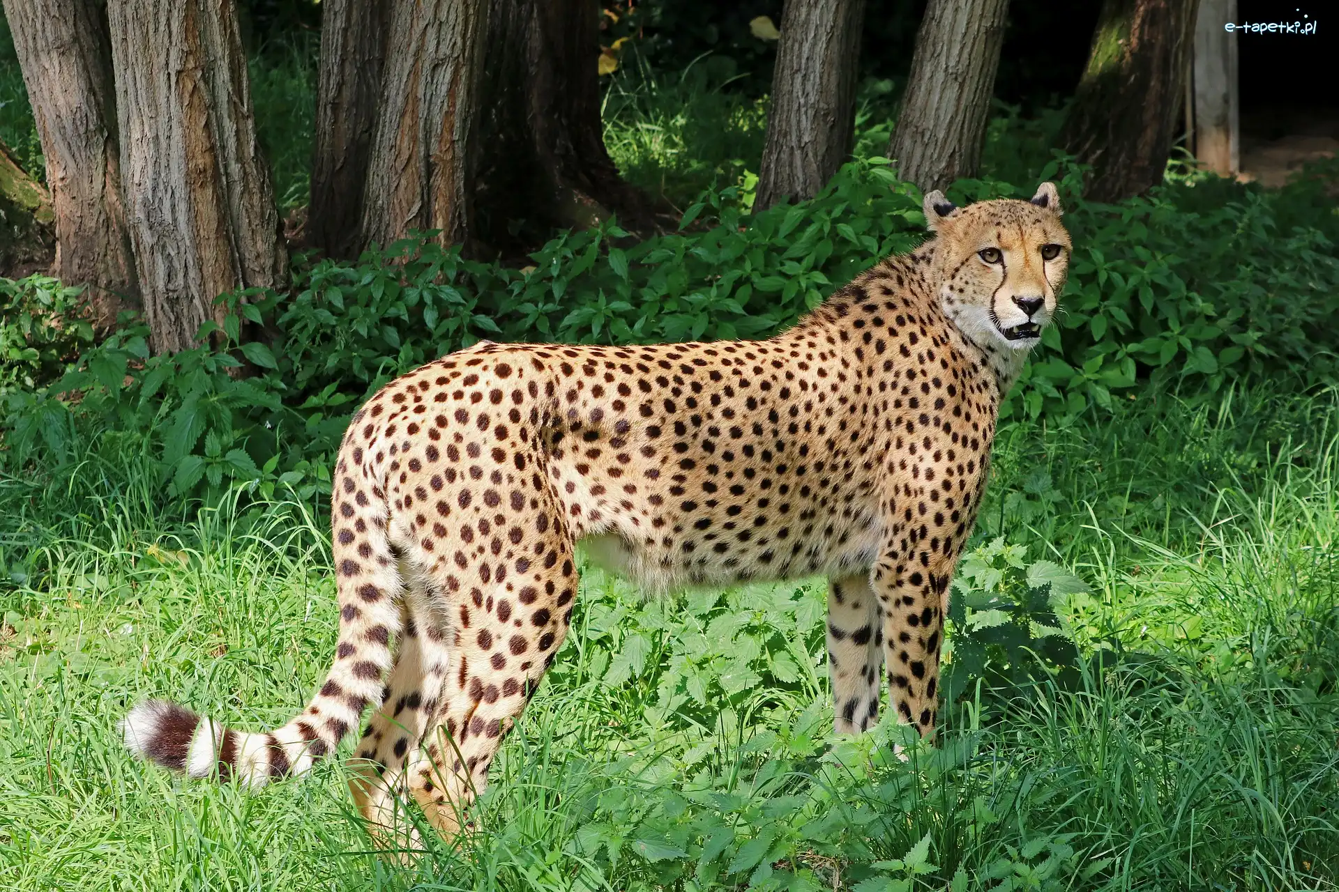Drzewa, Trawa, Gepard