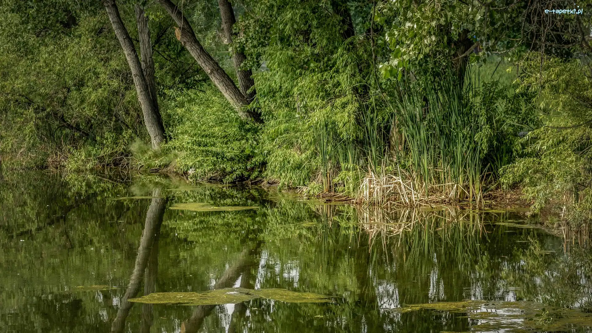 Rośliny, Rośliny, Staw, Drzewa