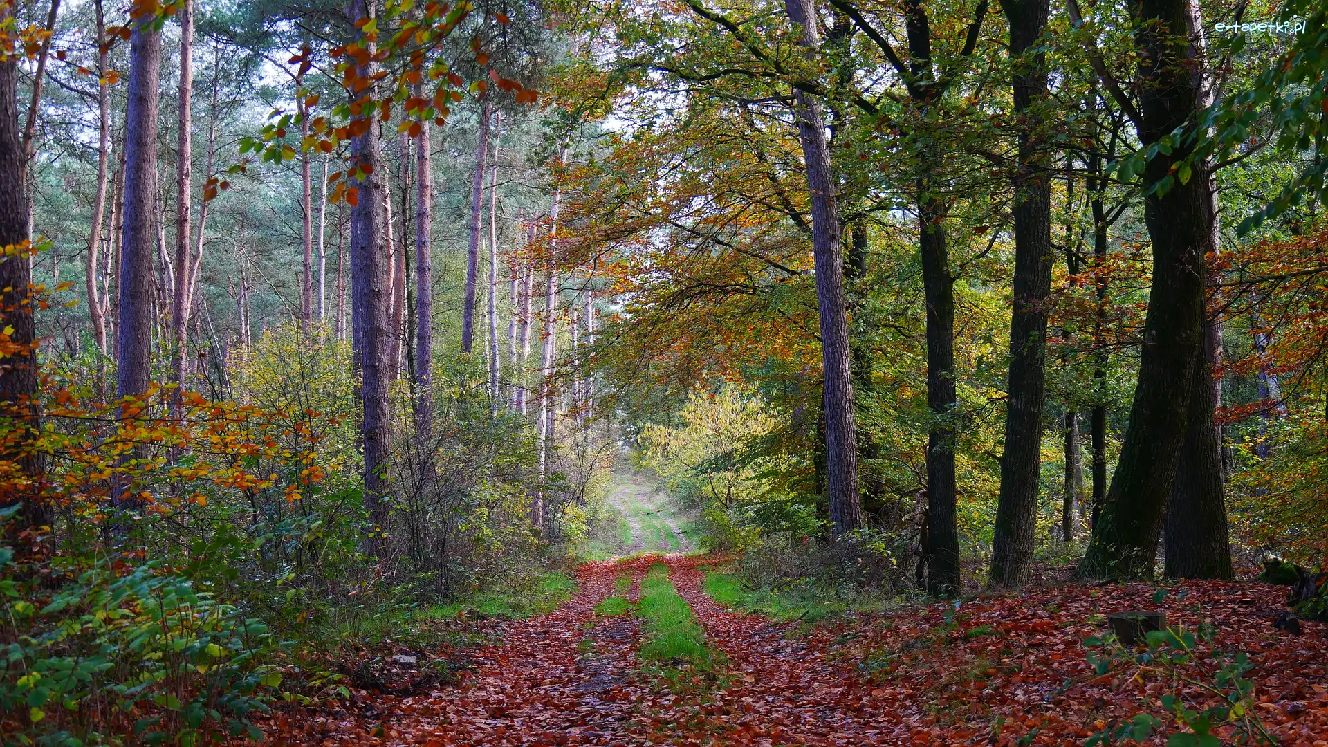 Opadłe, Droga, Ścieżka, Liście, Las, Jesień