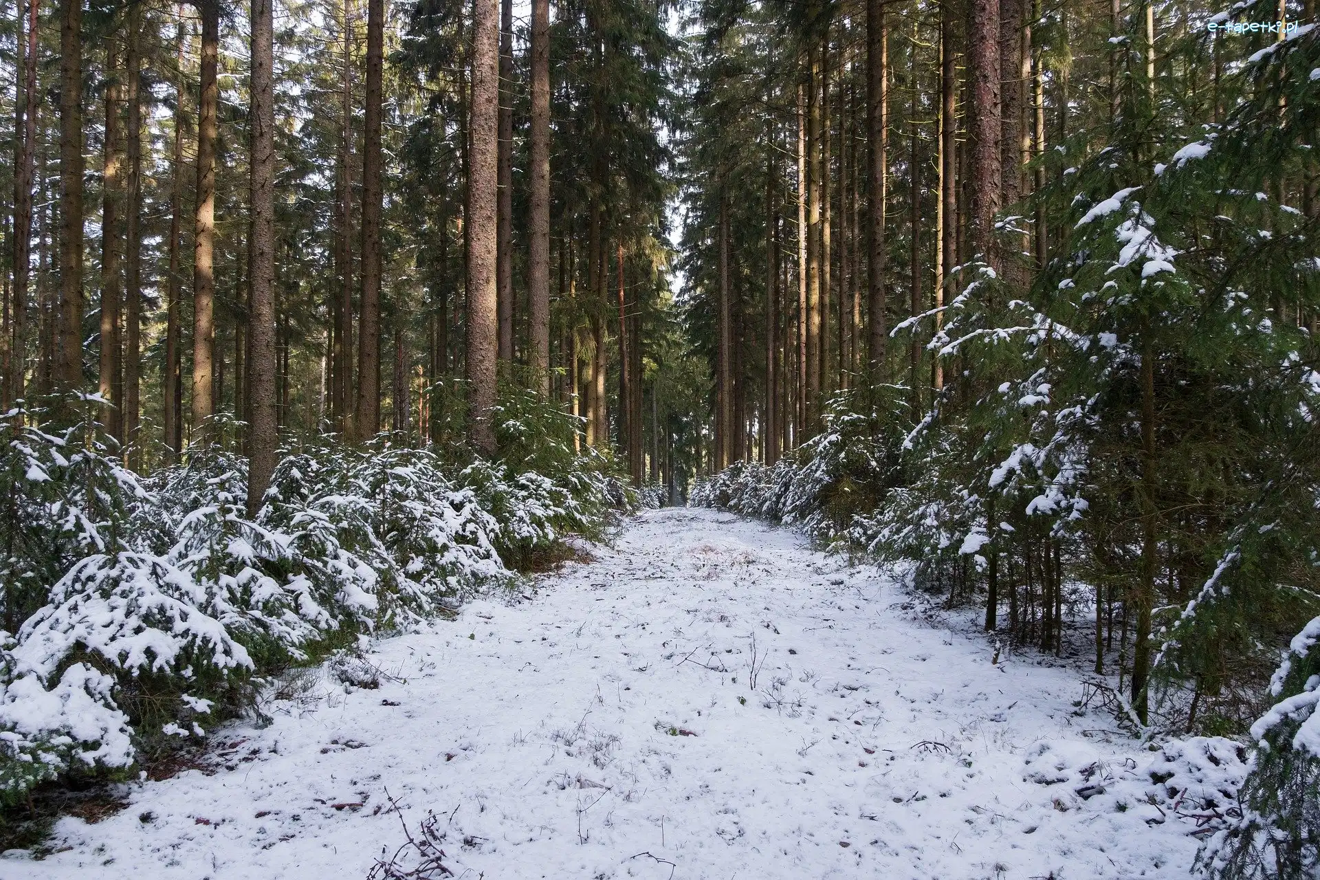 Zima, Ścieżka, Las, Drzewa iglaste, Śnieg