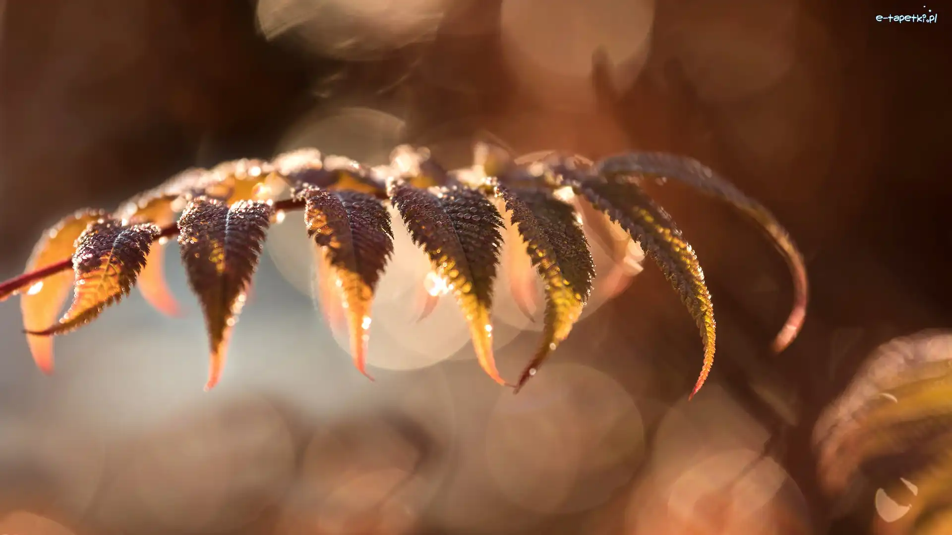 Bokeh, Rozmyte tło, Zbliżenie, Liście