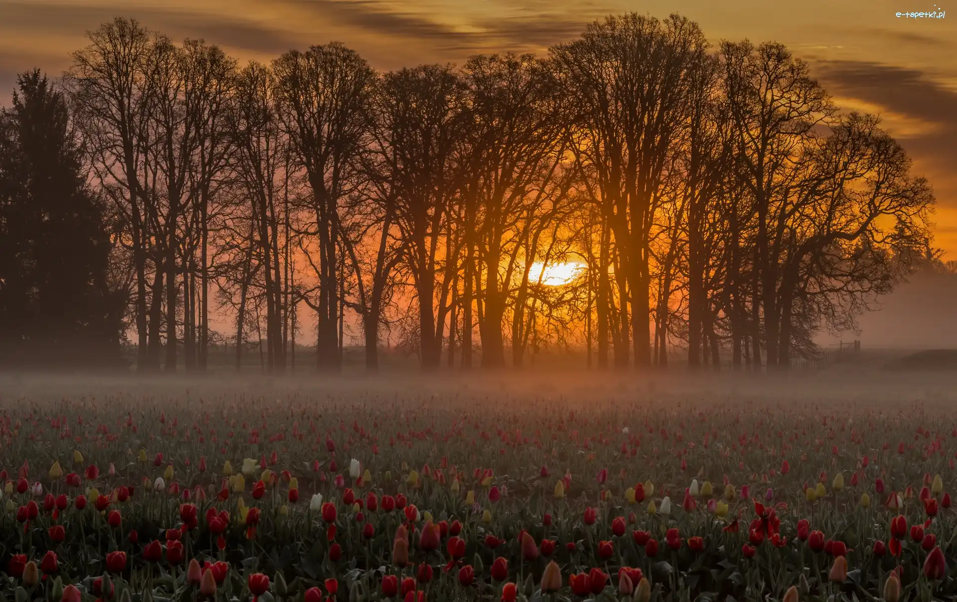 Zachód, Drzewa, Mgła, Słońca, Tulipany, Pole