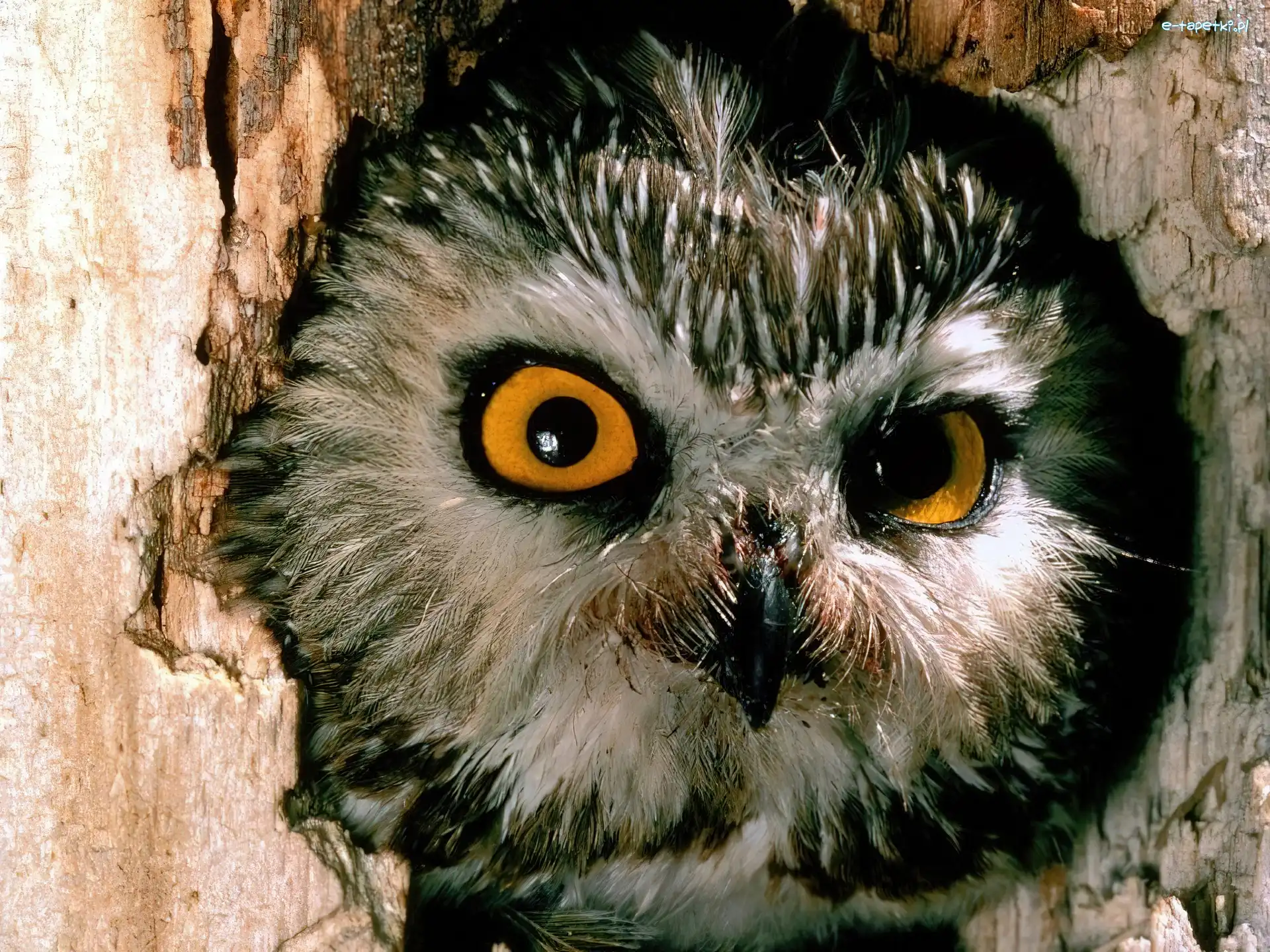 Pójdźka, Sowa