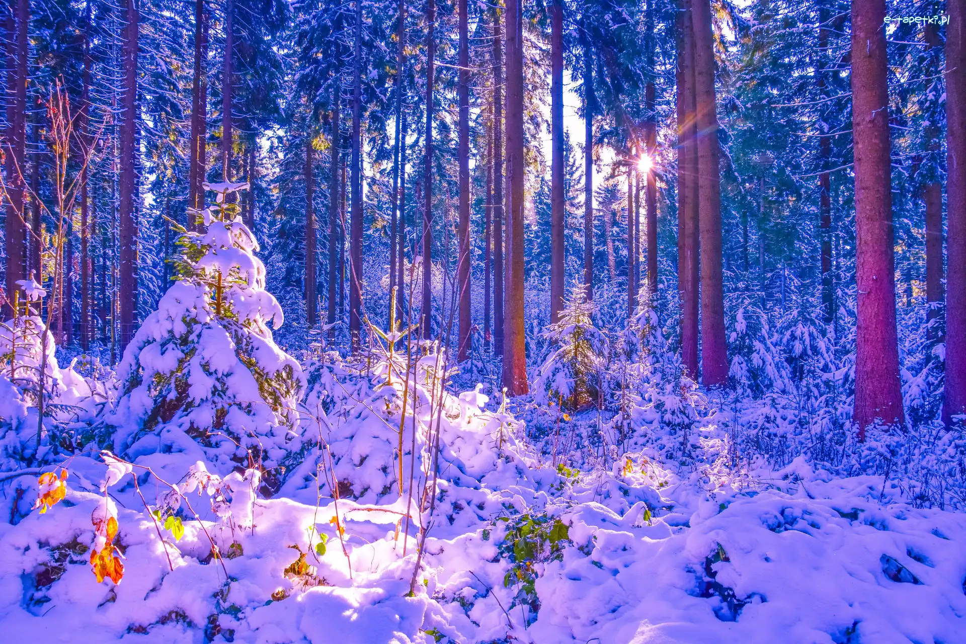 Las, Śnieg, Drzewa, Promienie słońca, Zaspy
