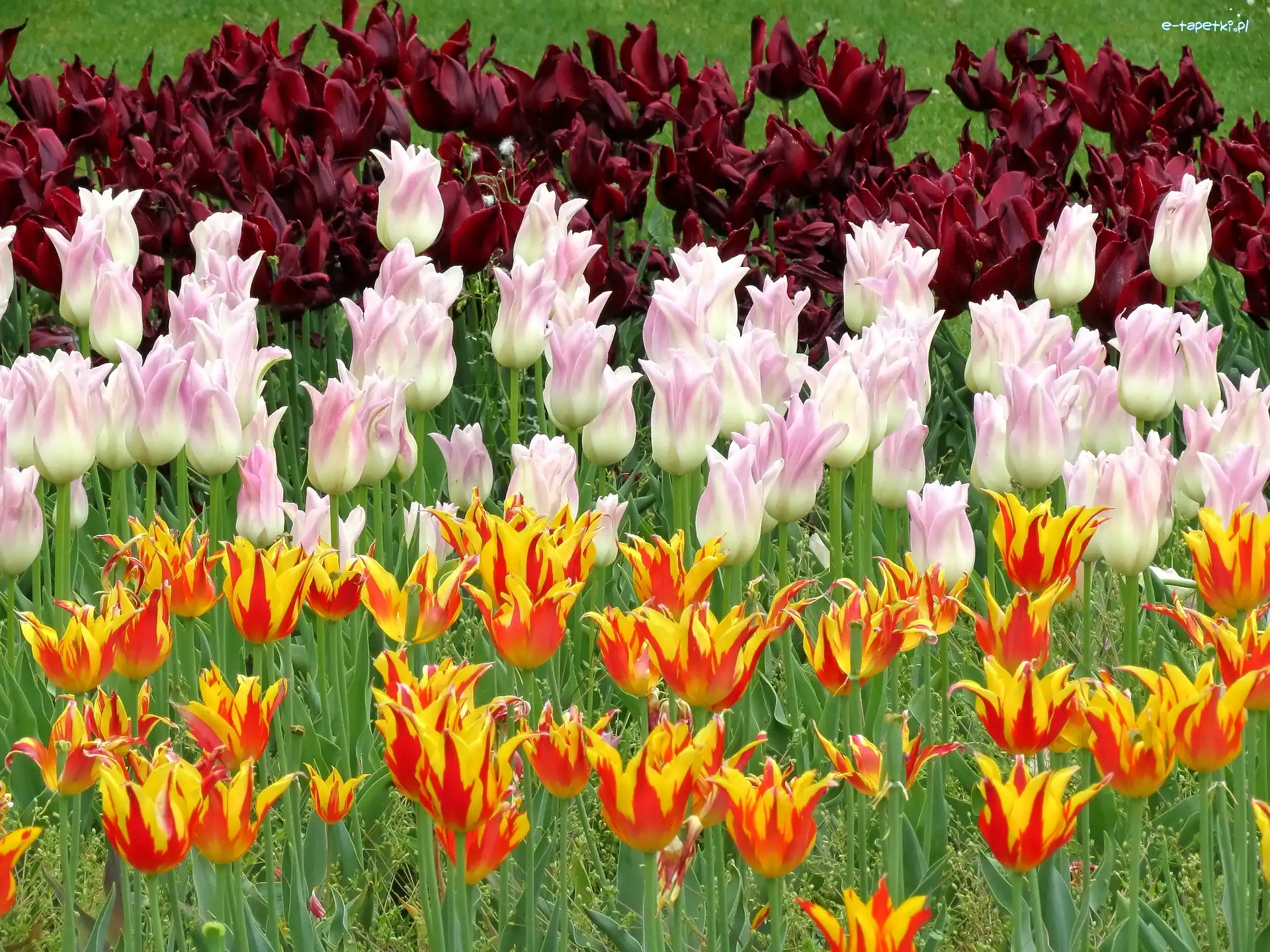 Kwiaty, Pomarańczowe, Różowe, Tulipany, Bordowe