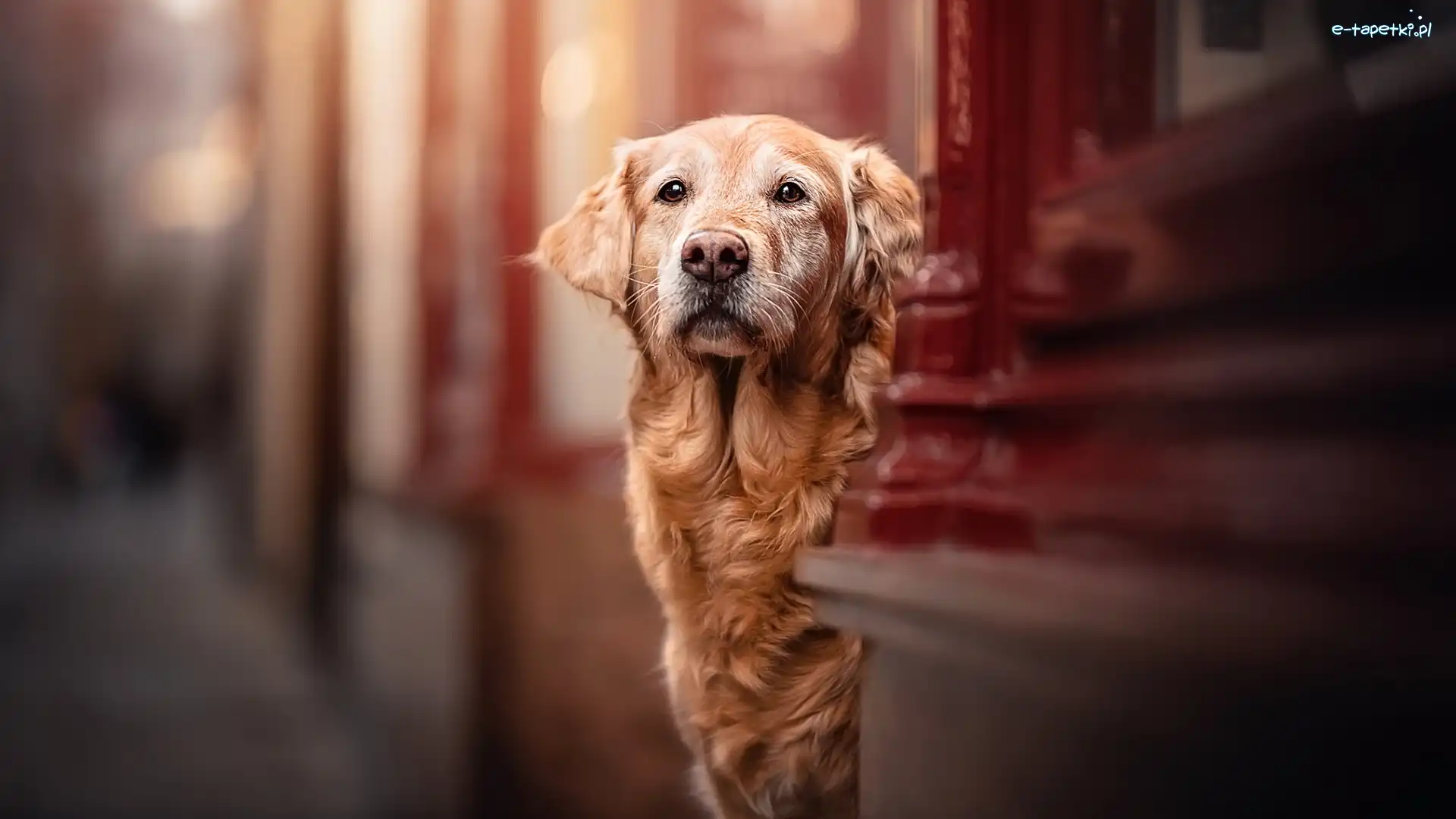 Ściana, Golden retriever, Pies