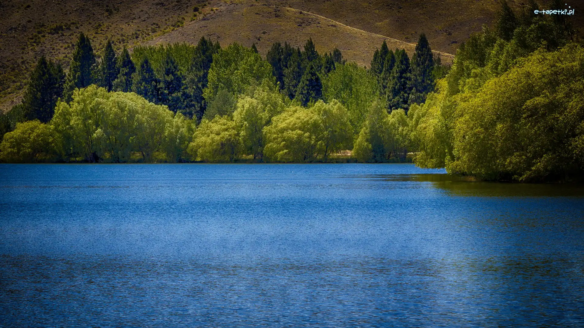 Las, Kelland Ponds, Nowa Zelandia, Region Canterbury, Zielony, Drzewa, Twizel, Staw