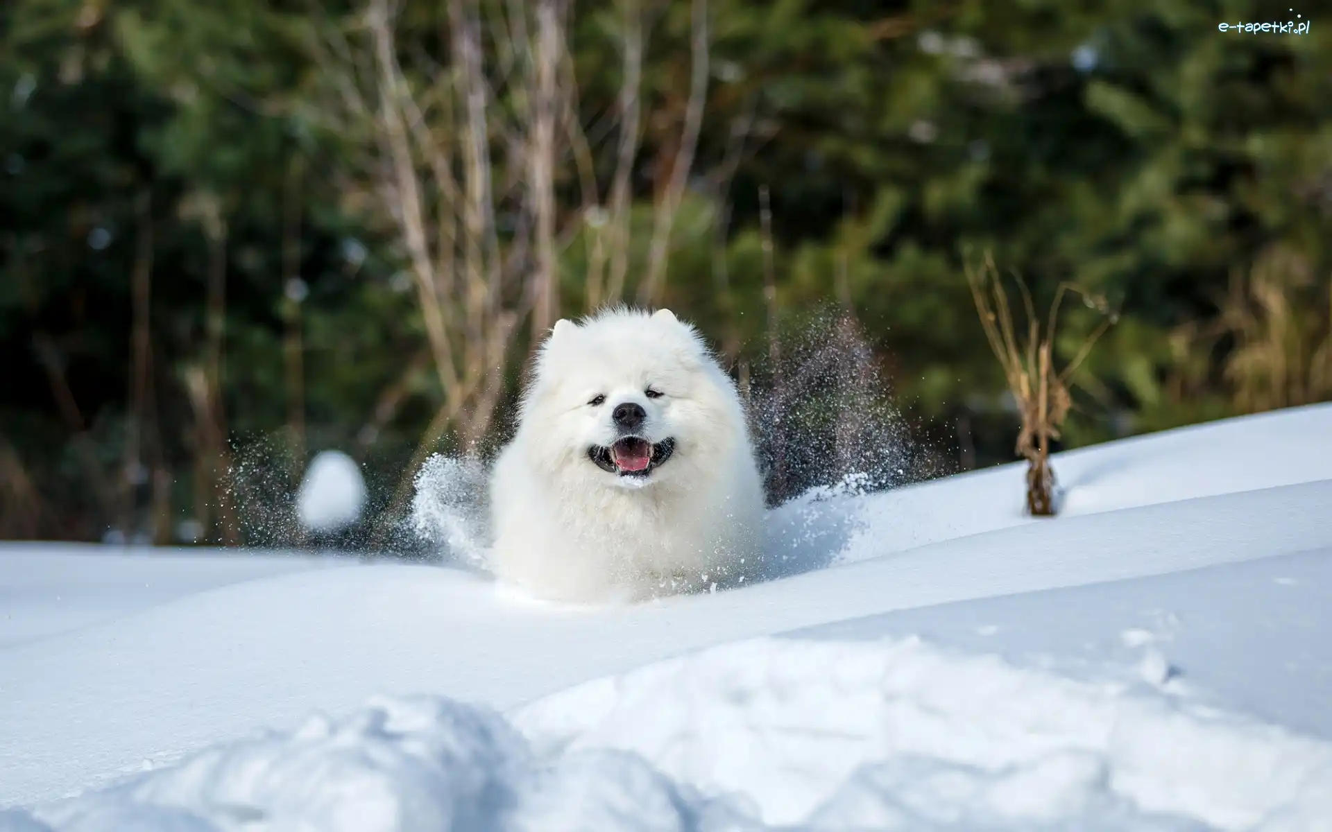Pies, Śnieg, Samojed, Biały
