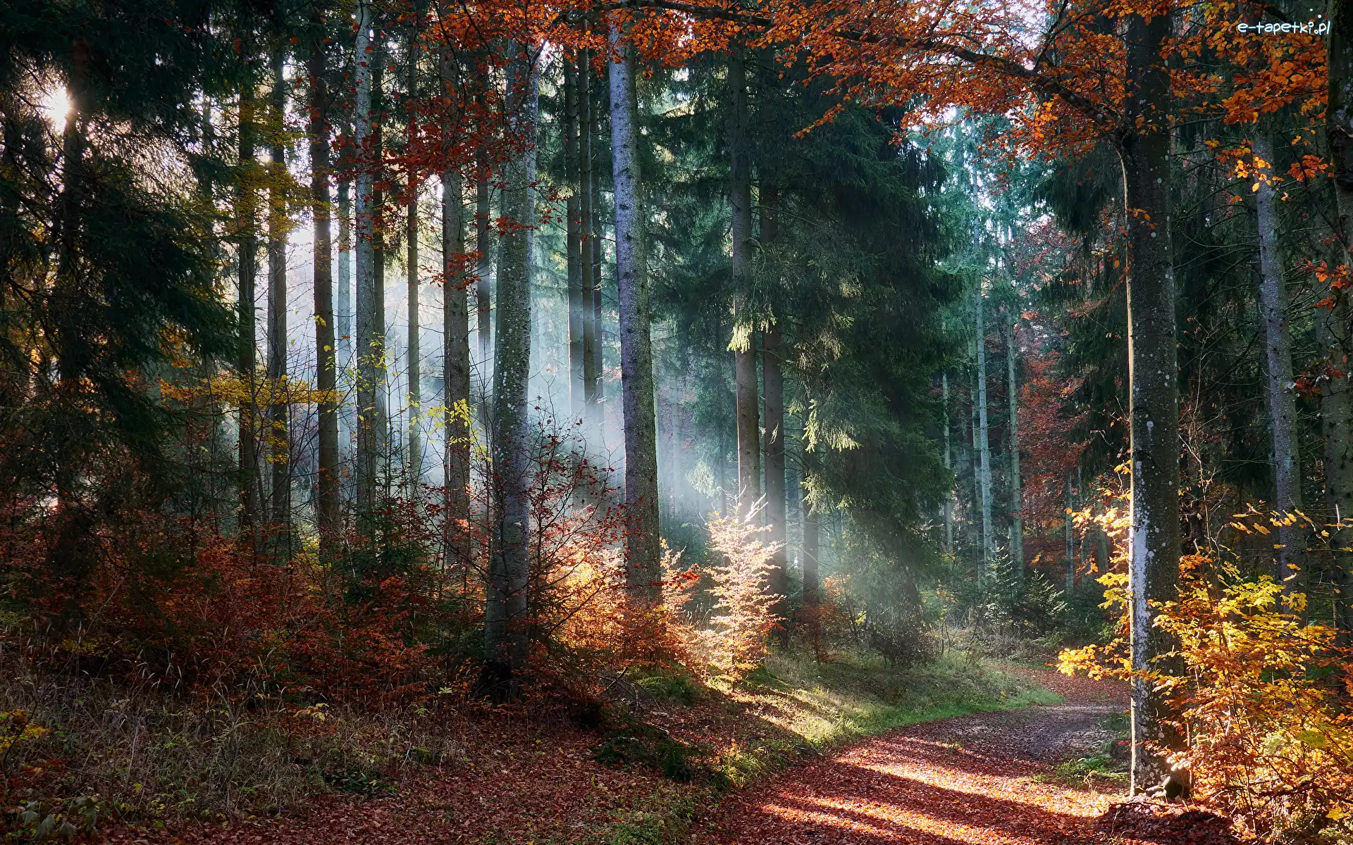 Ścieżka, Krzewy, Jesień, Przebijające światło, Drzewa, Las