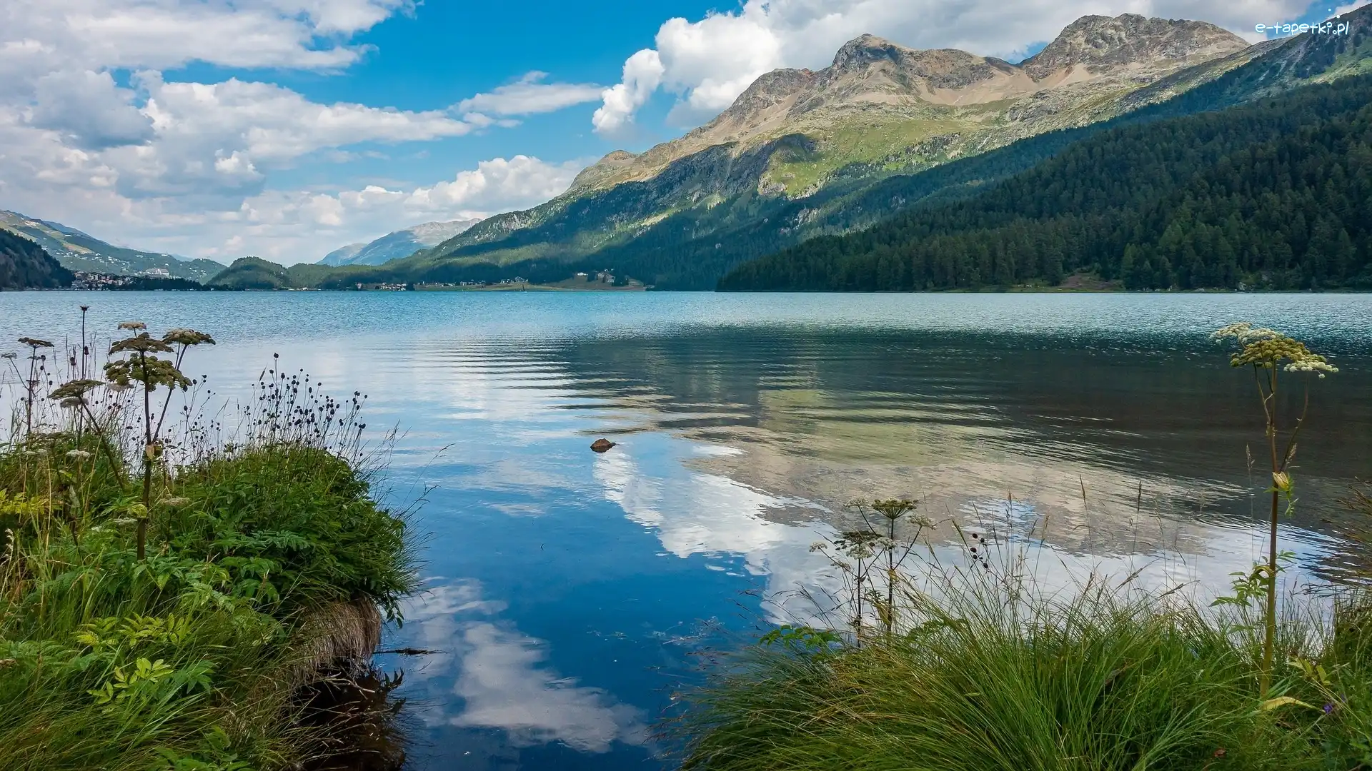 Trawa, Silsersee, Rośliny, Szwajcaria, Jezioro, Góry