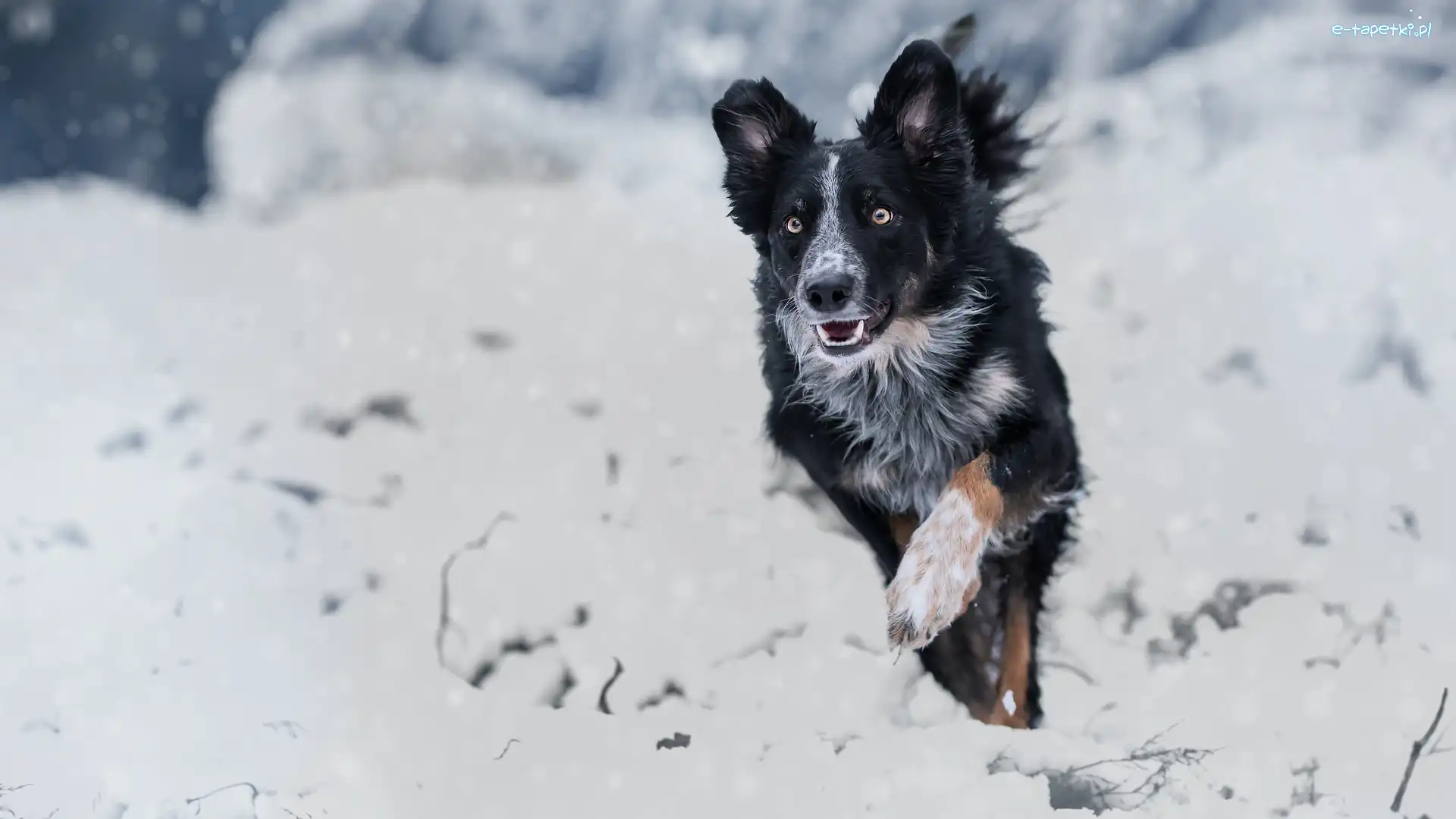 Pies, Śnieg, Border collie, Czarno-biały