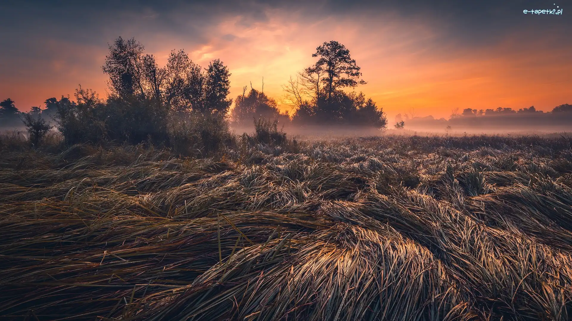 Zachód słońca, Trawa, Łąka, Mgła, Drzewa