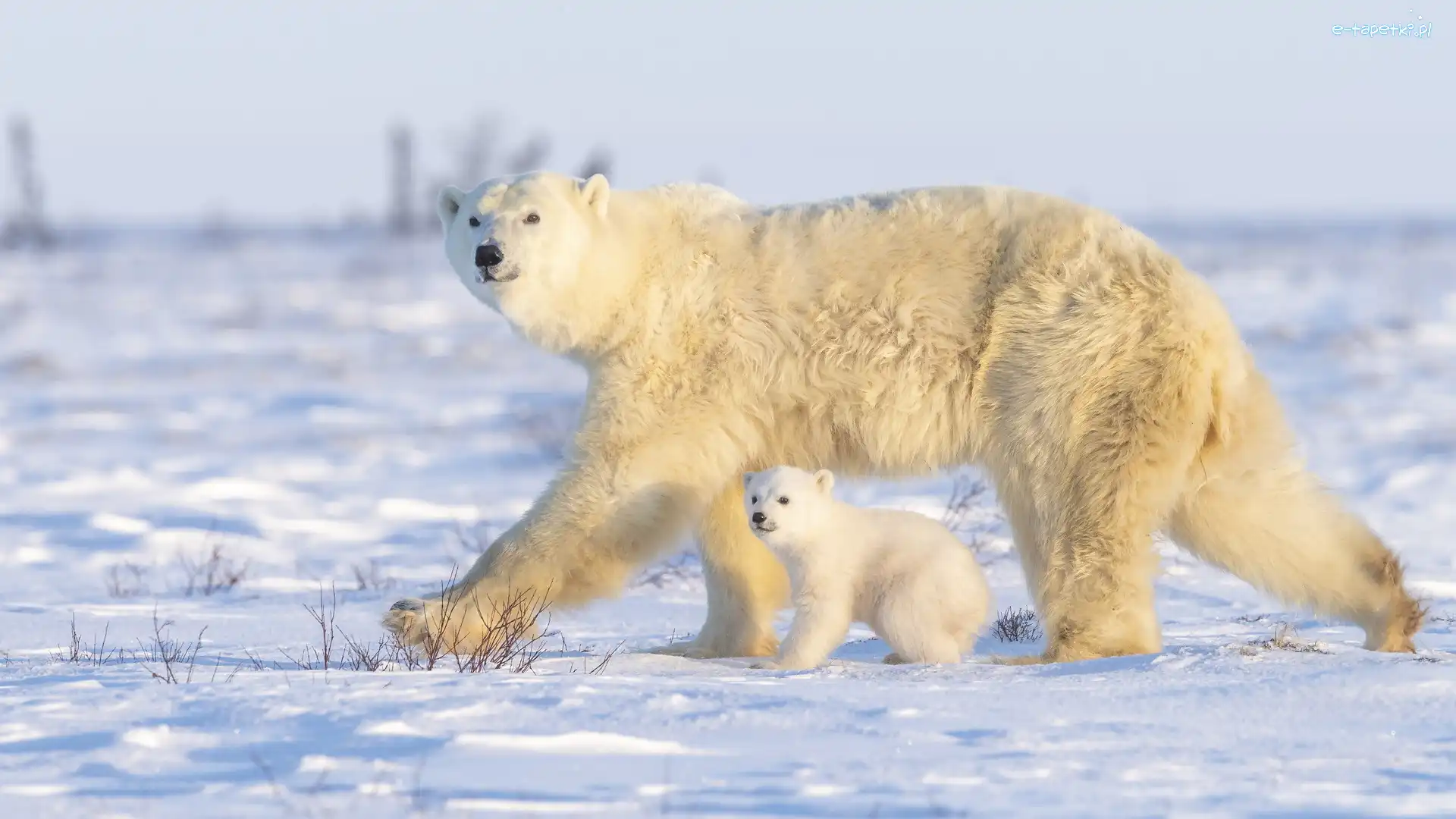 Mały, Niedźwiedzica, Niedźwiadek, Niedźwiedzie polarne