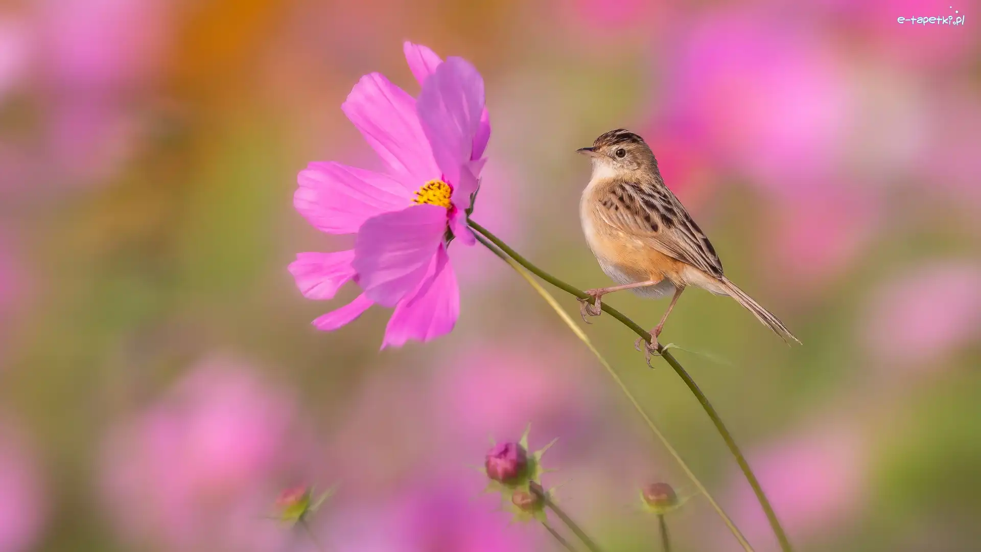 Różowy, Kosmea, Kwiat, Prinia płowa, Ptak