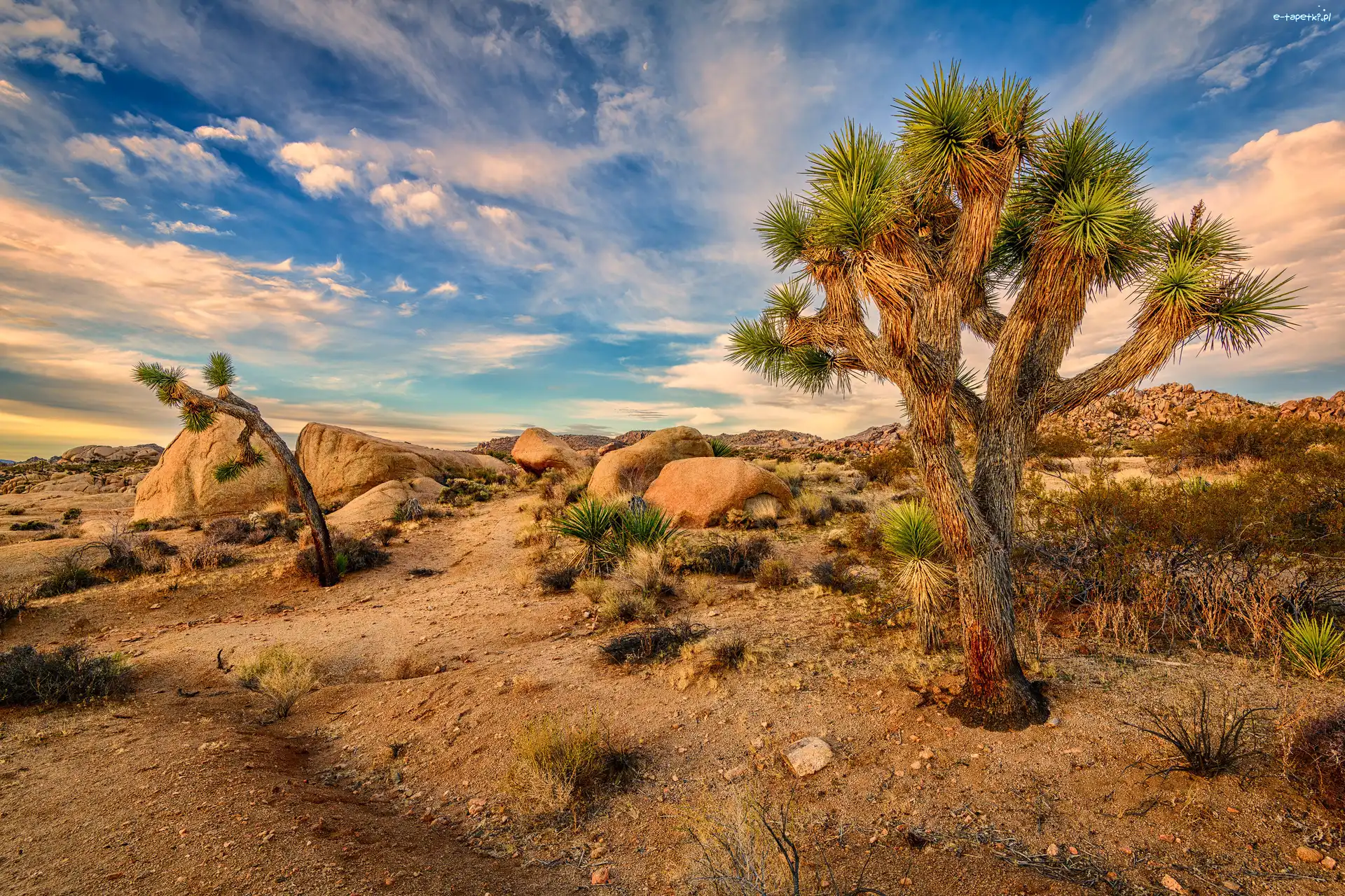 Kalifornia, Pustynia, Park Narodowy Joshua Tree, Stany Zjednoczone, Jukka krótkolistna, Drzewo Jozuego