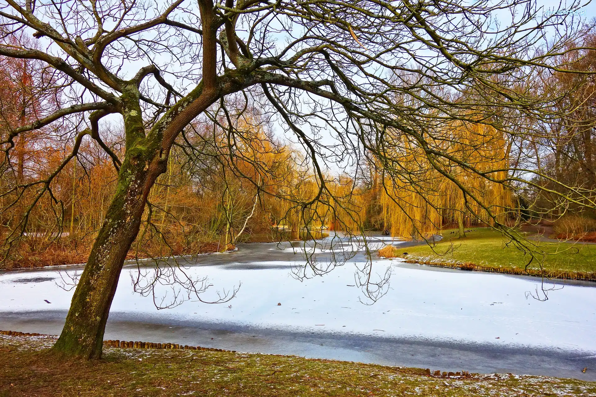 Jesień, Zamarznięty, Staw, Wierzby płaczące, Śnieg, Park