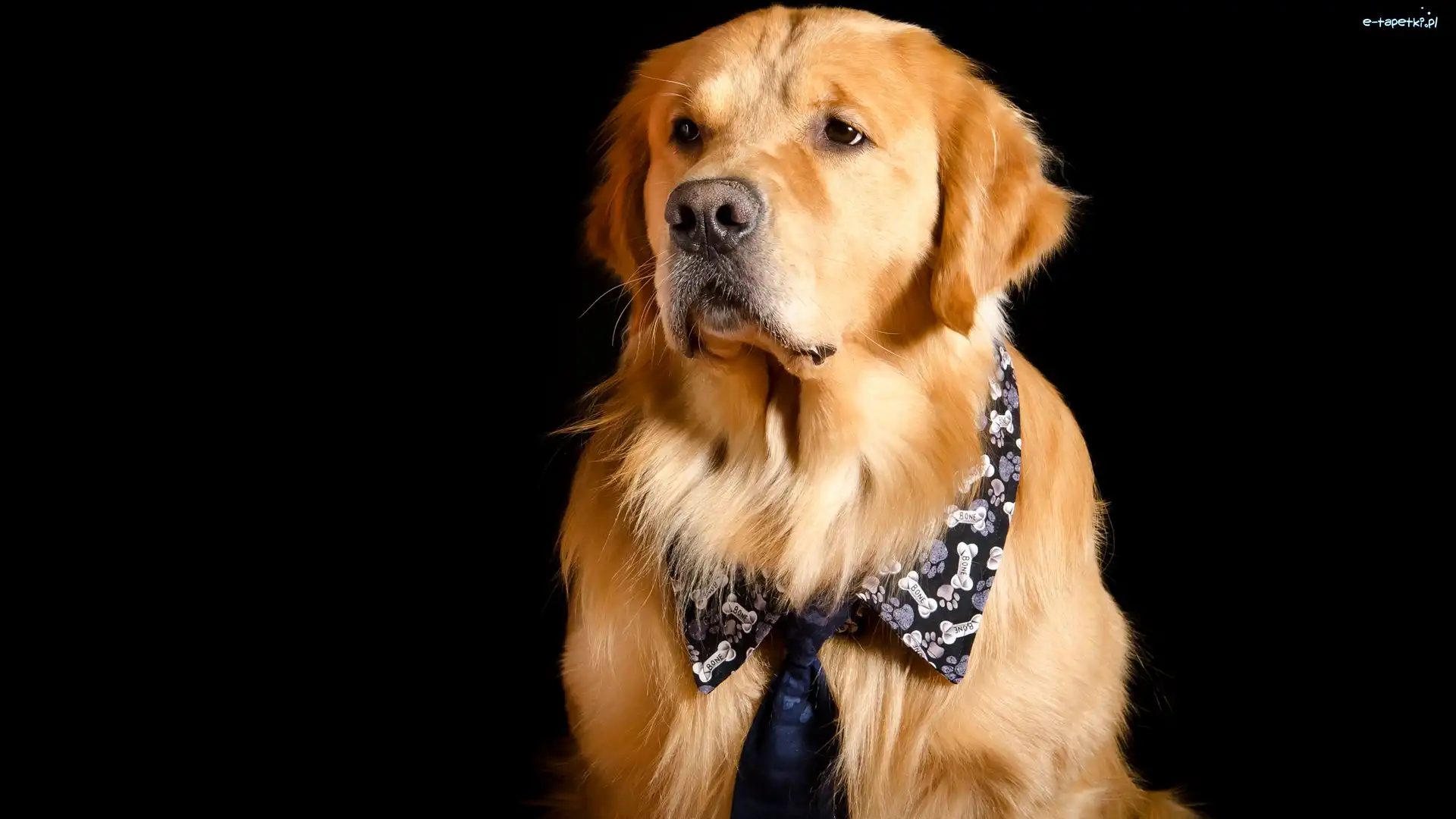 Ciemne, Krawat, Kołnierzyk, Tło, Golden retriever, Pies
