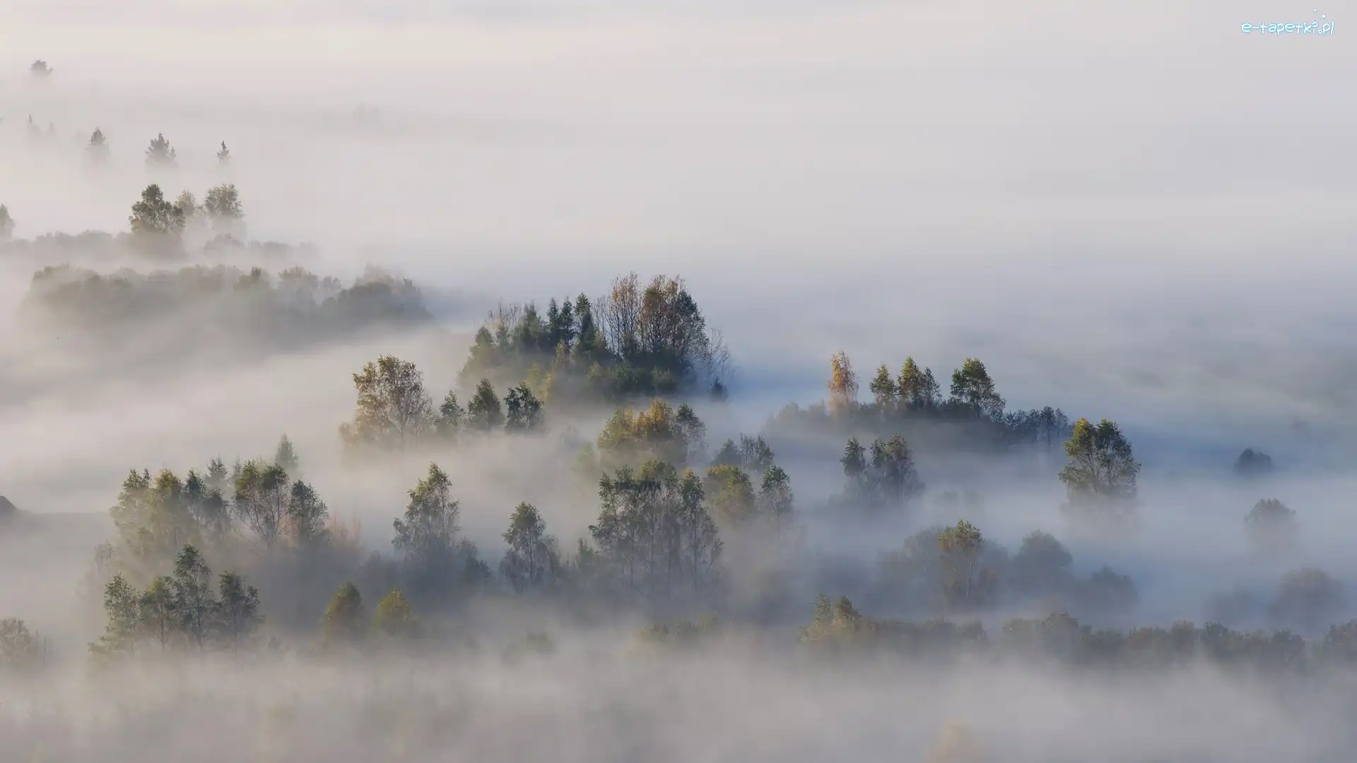 Polska, Drzewa, Mgła, Las, Jesień, Pieniny, Poranek