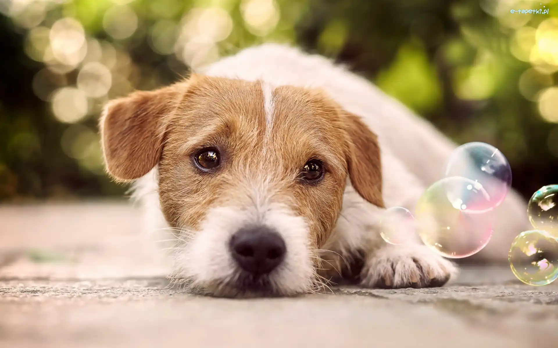 Bańki, Jack Russell terrier, Pies