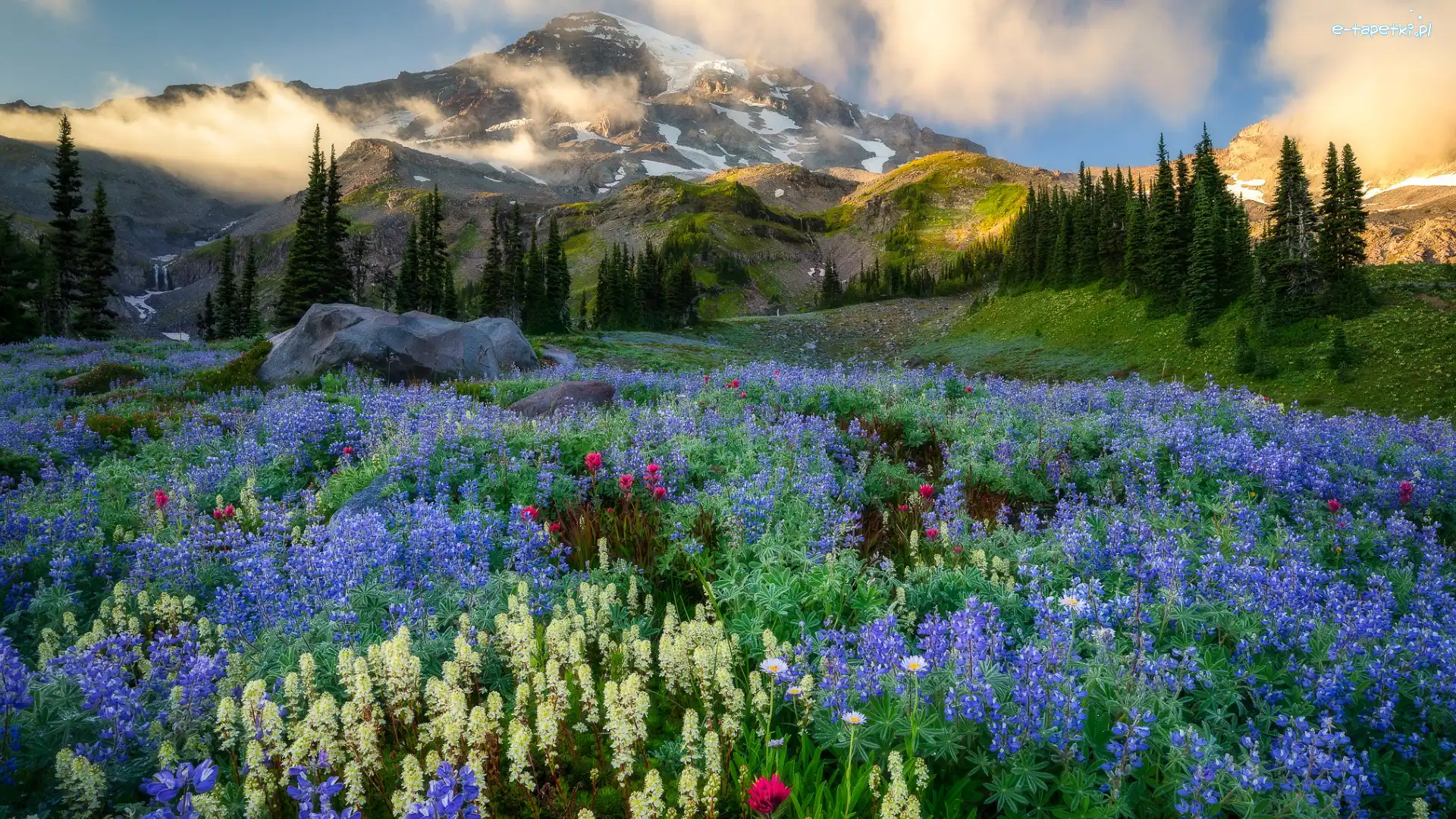 Park Narodowy Mount Rainier, Stan Waszyngton, Drzewa, Mgła, Góry Kaskadowe, Łąka, Łubin, Stany Zjednoczone