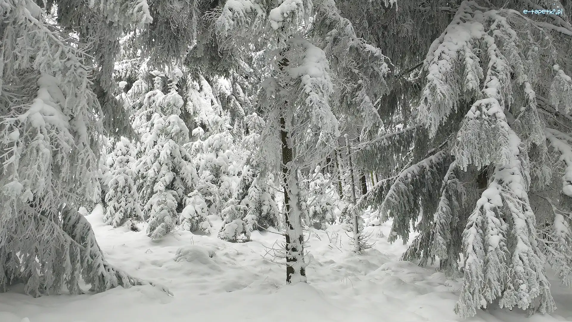 Zaśnieżony, Drzewa, Las, Śnieg, Zima